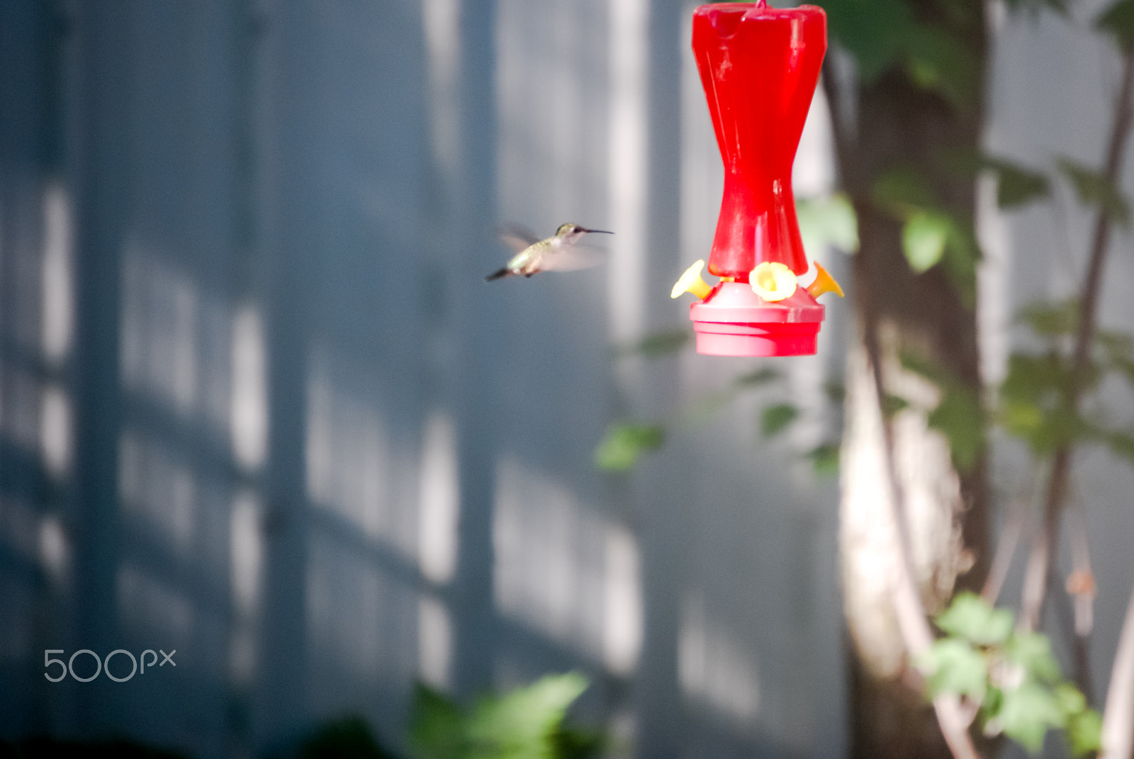 Nikon D40X sample photo. Feeding time! photography