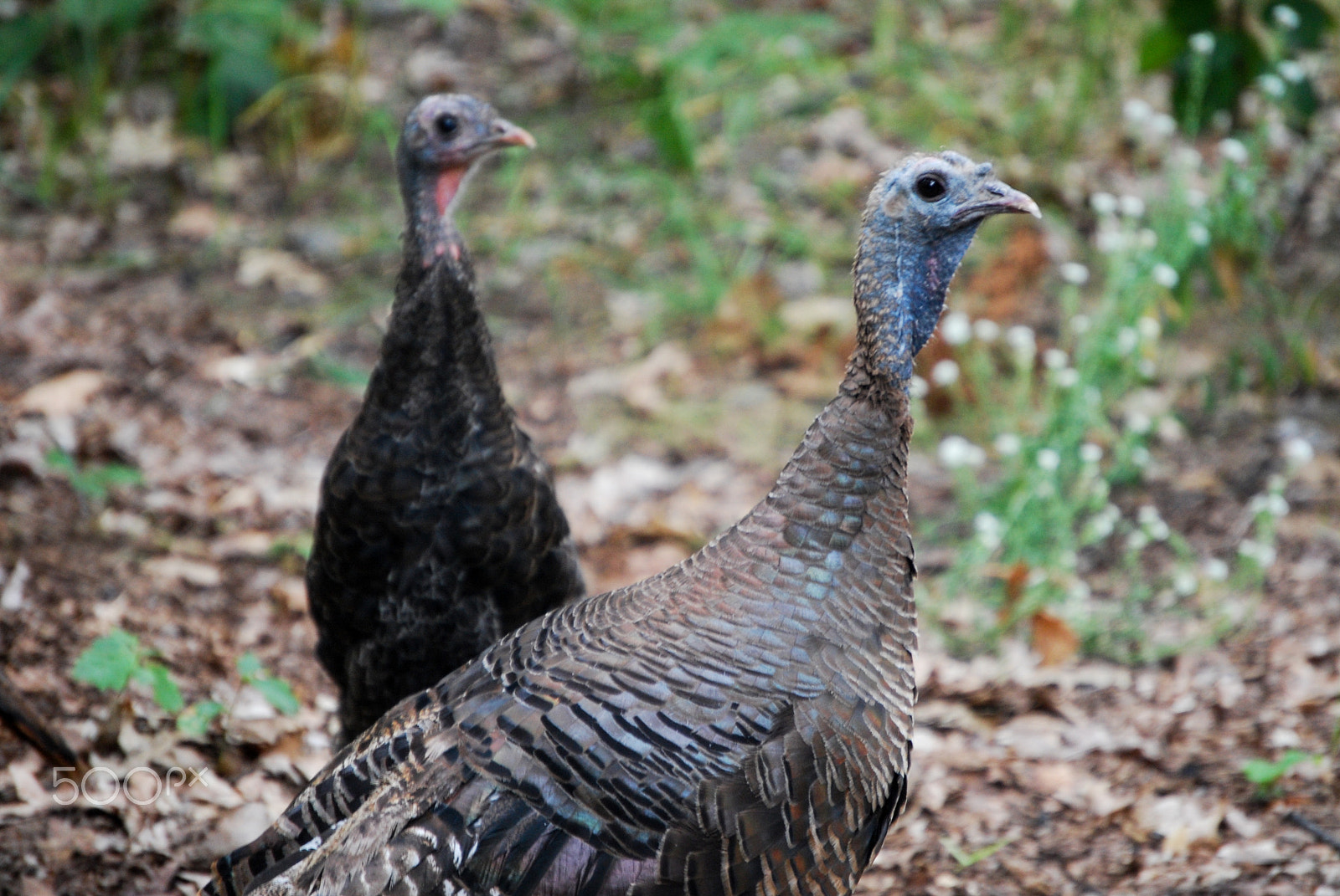 Nikon D40X sample photo. What? photography