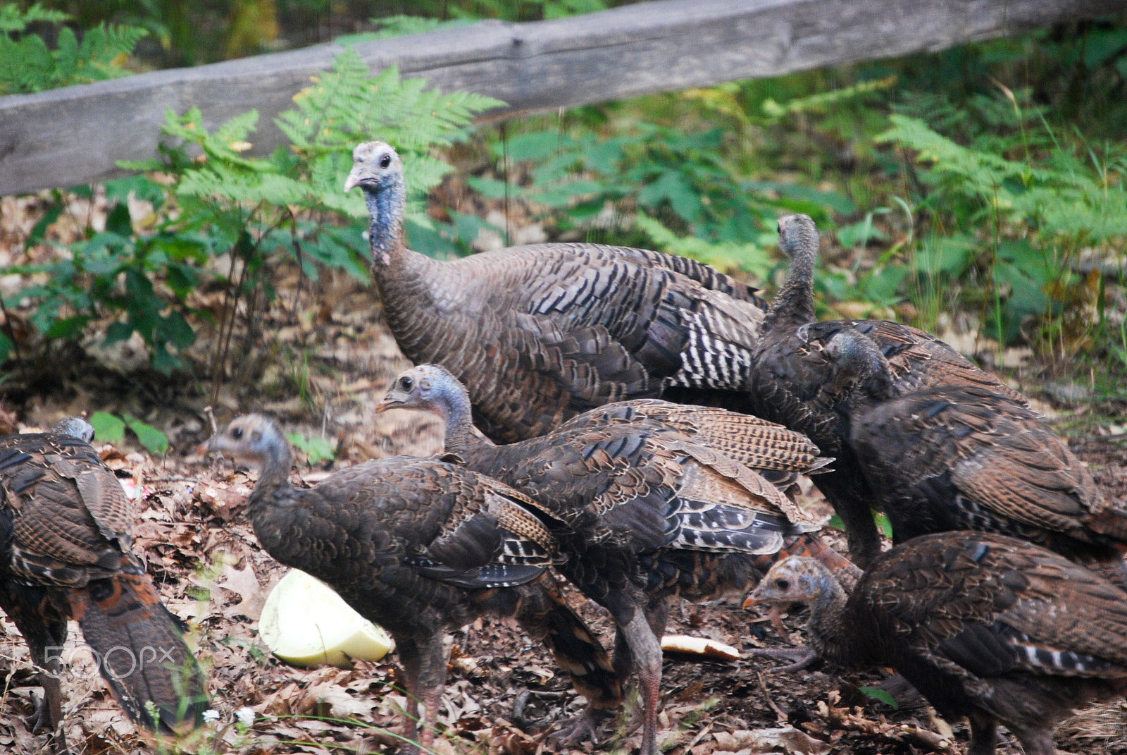 Nikon D40X sample photo. So much on the ground photography