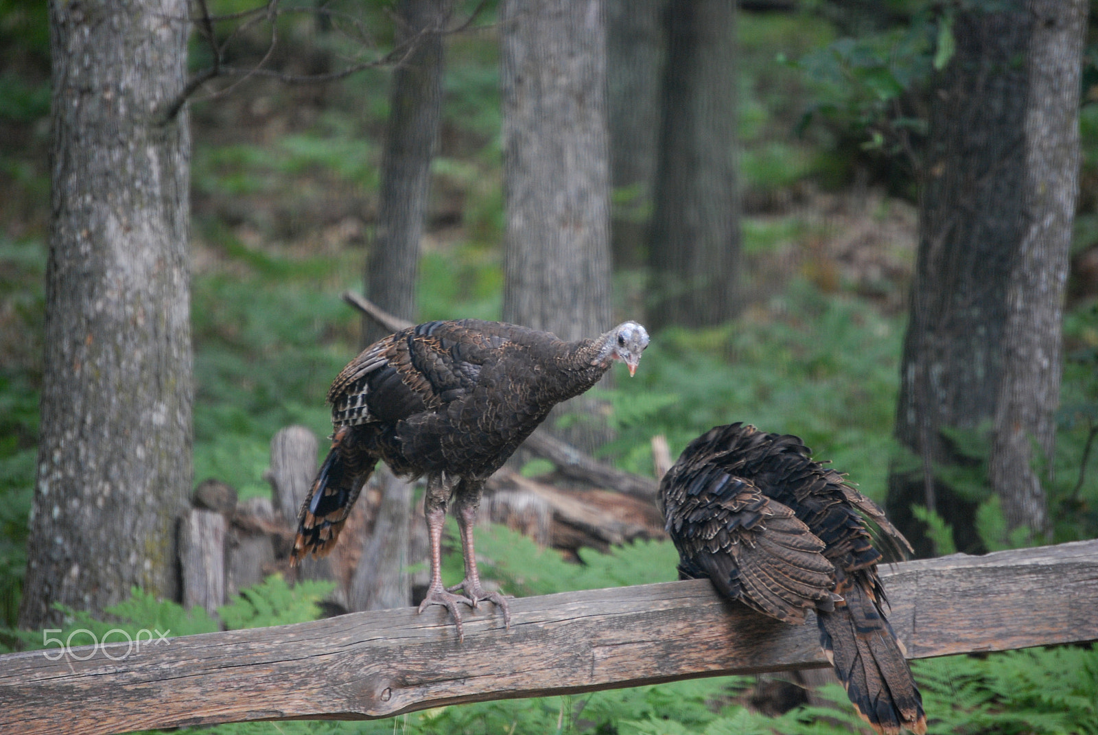 Nikon D40X sample photo. Ready to go photography