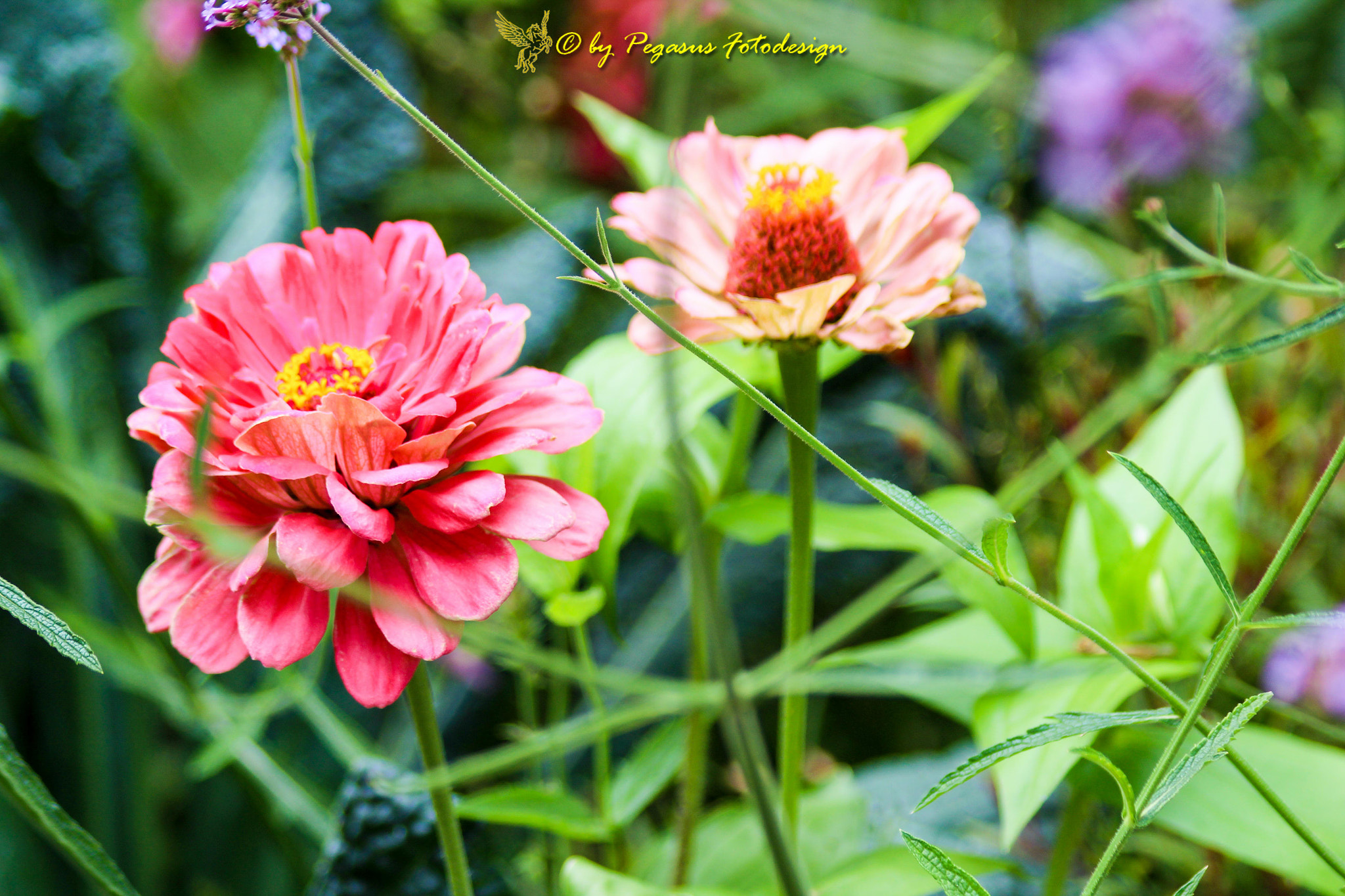 Canon EF 75-300mm F4.0-5.6 IS USM sample photo. Bunte blumen photography