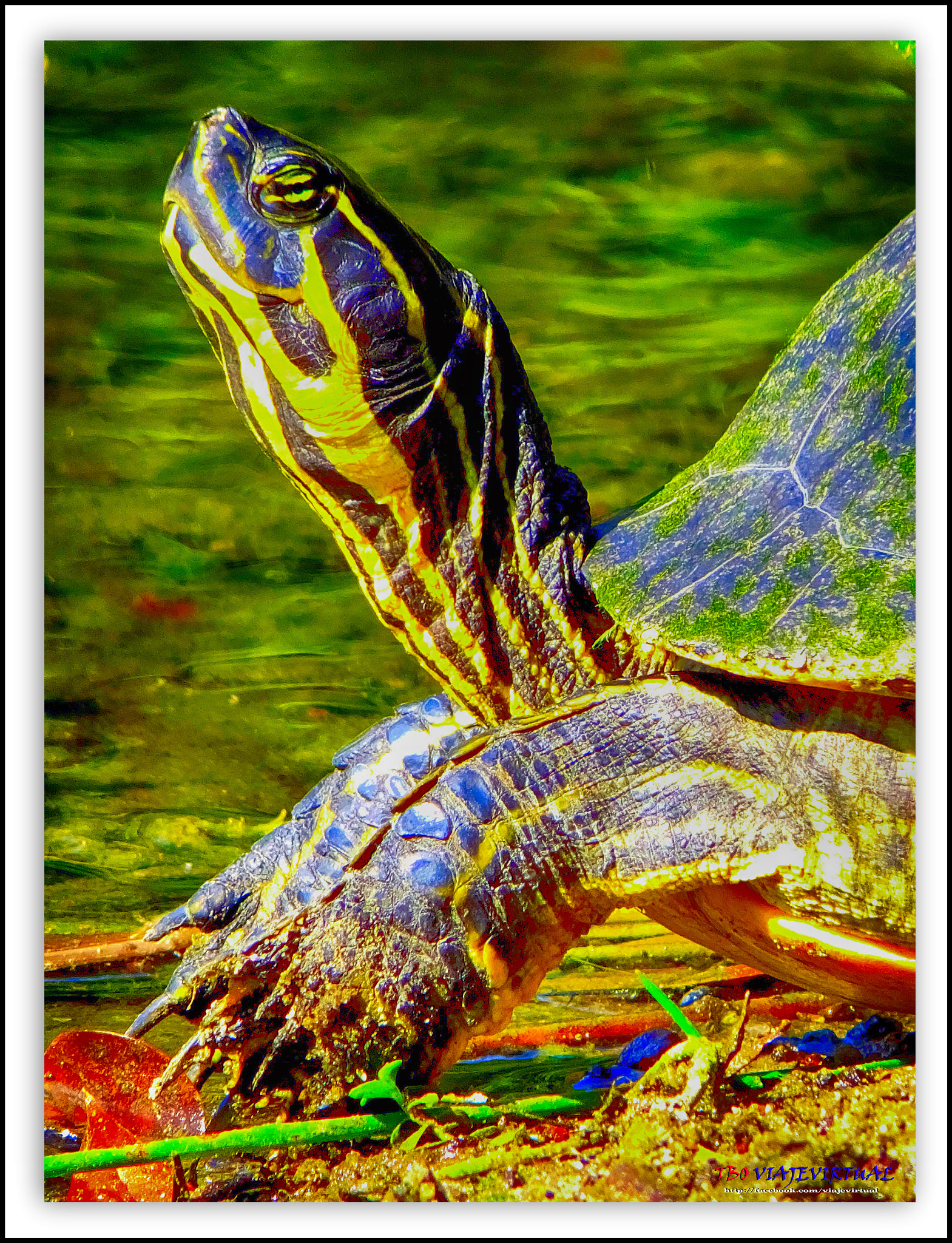 Fujifilm FinePix F850EXR sample photo. Florida turtle. head. tortoise. photography