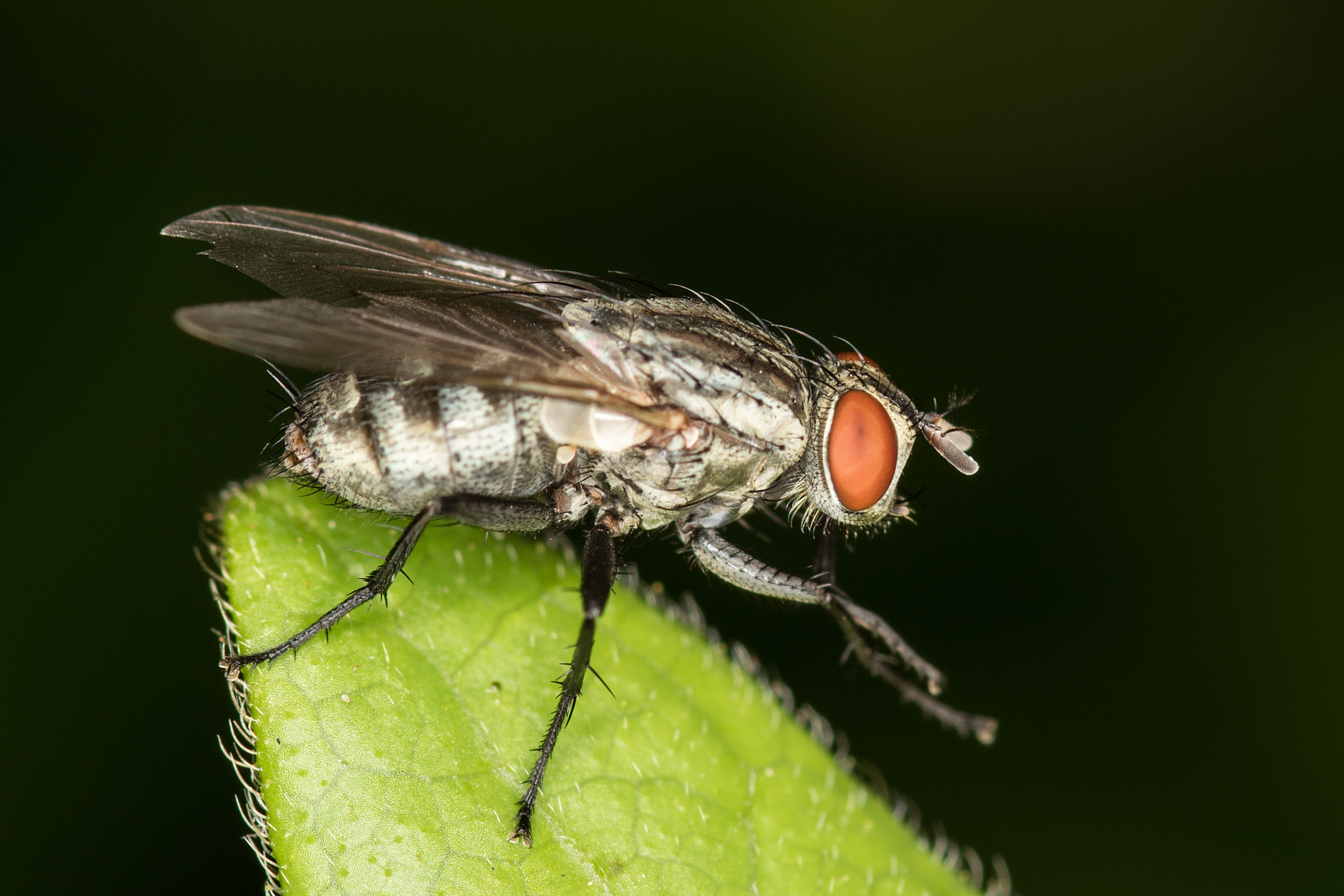 Sigma 105mm F2.8 EX DG Macro sample photo. Housefly photography