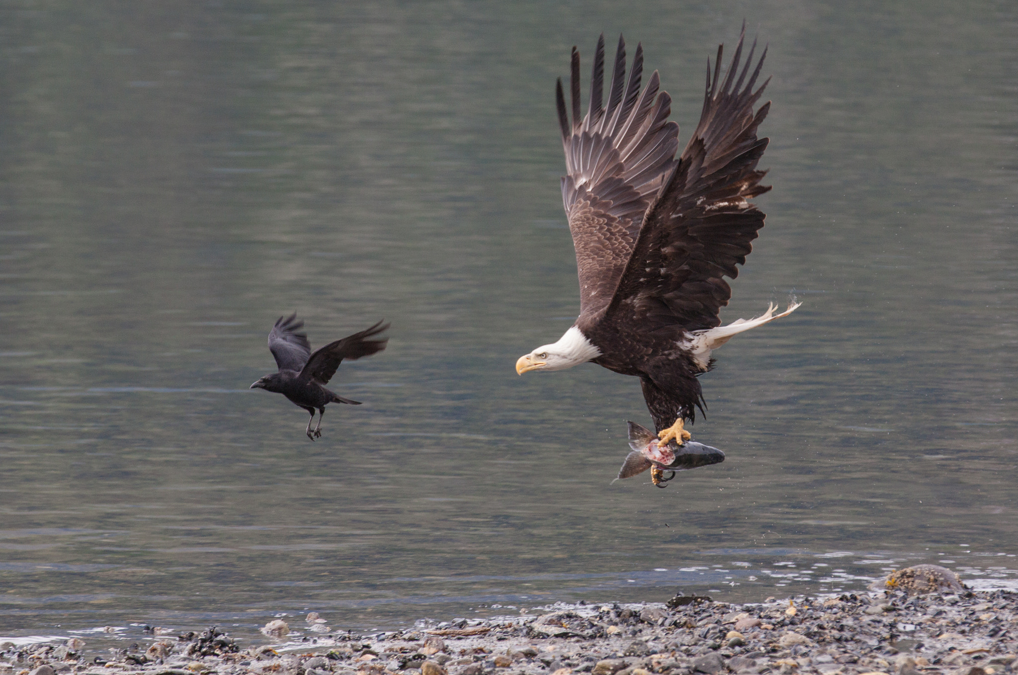 Canon EF 70-200mm F2.8L IS II USM sample photo. Lead the way mr crow photography