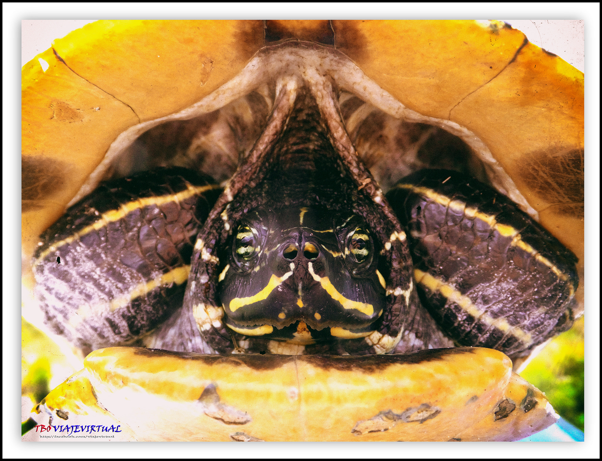 Fujifilm FinePix F850EXR sample photo. Florida turtle portrait photography