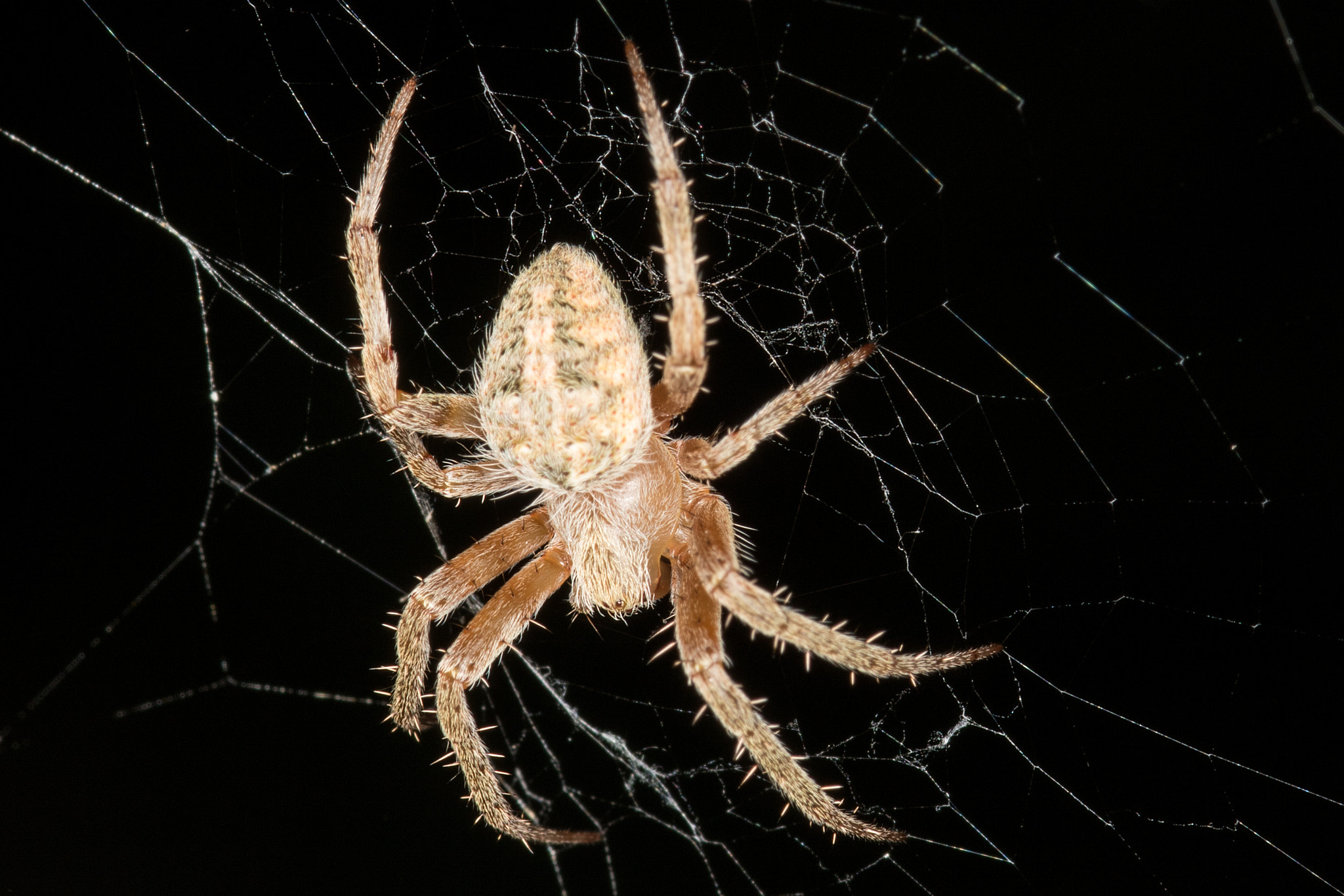 Sigma 105mm F2.8 EX DG Macro sample photo. Female orb weaver photography