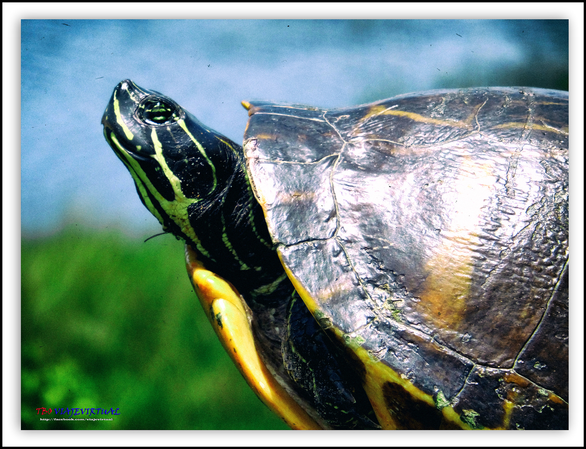 Fujifilm FinePix F850EXR sample photo. Florida, turtle, portrait photography