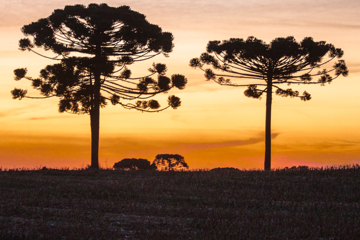 Canon EF 70-200mm F2.8L USM sample photo. Sunset time photography