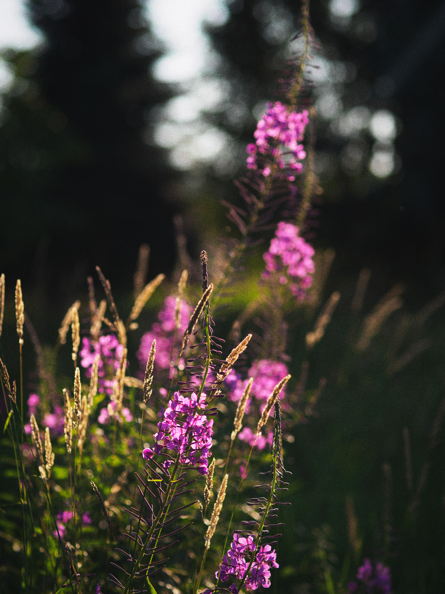 Olympus OM-D E-M5 II + Olympus M.Zuiko Digital ED 75mm F1.8 sample photo. Explosions in the sky photography