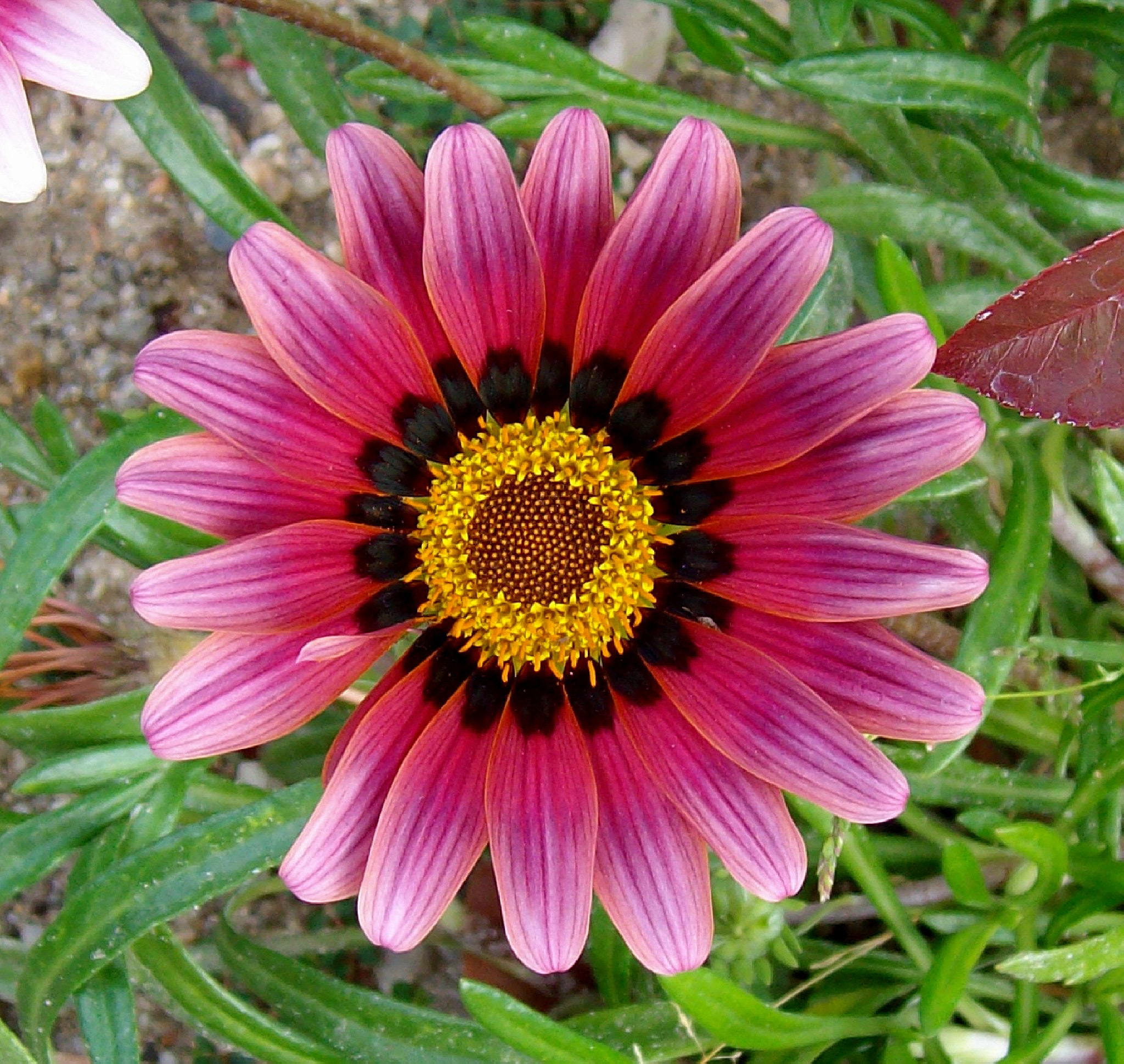 Vivitar ViviCam 7340 sample photo. El flor lindo photography