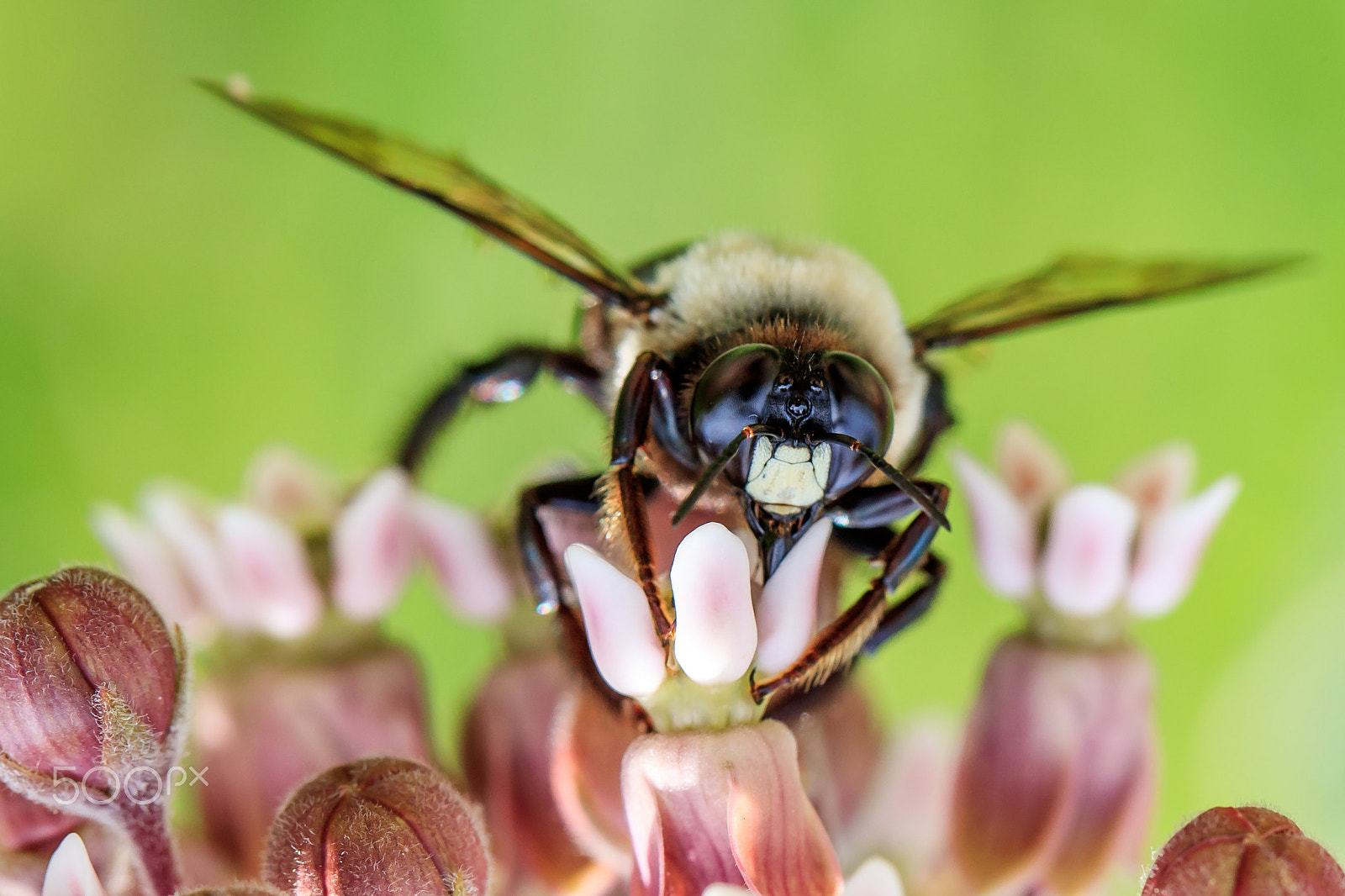 Canon EF 100mm F2.8L Macro IS USM sample photo. Buzzed photography