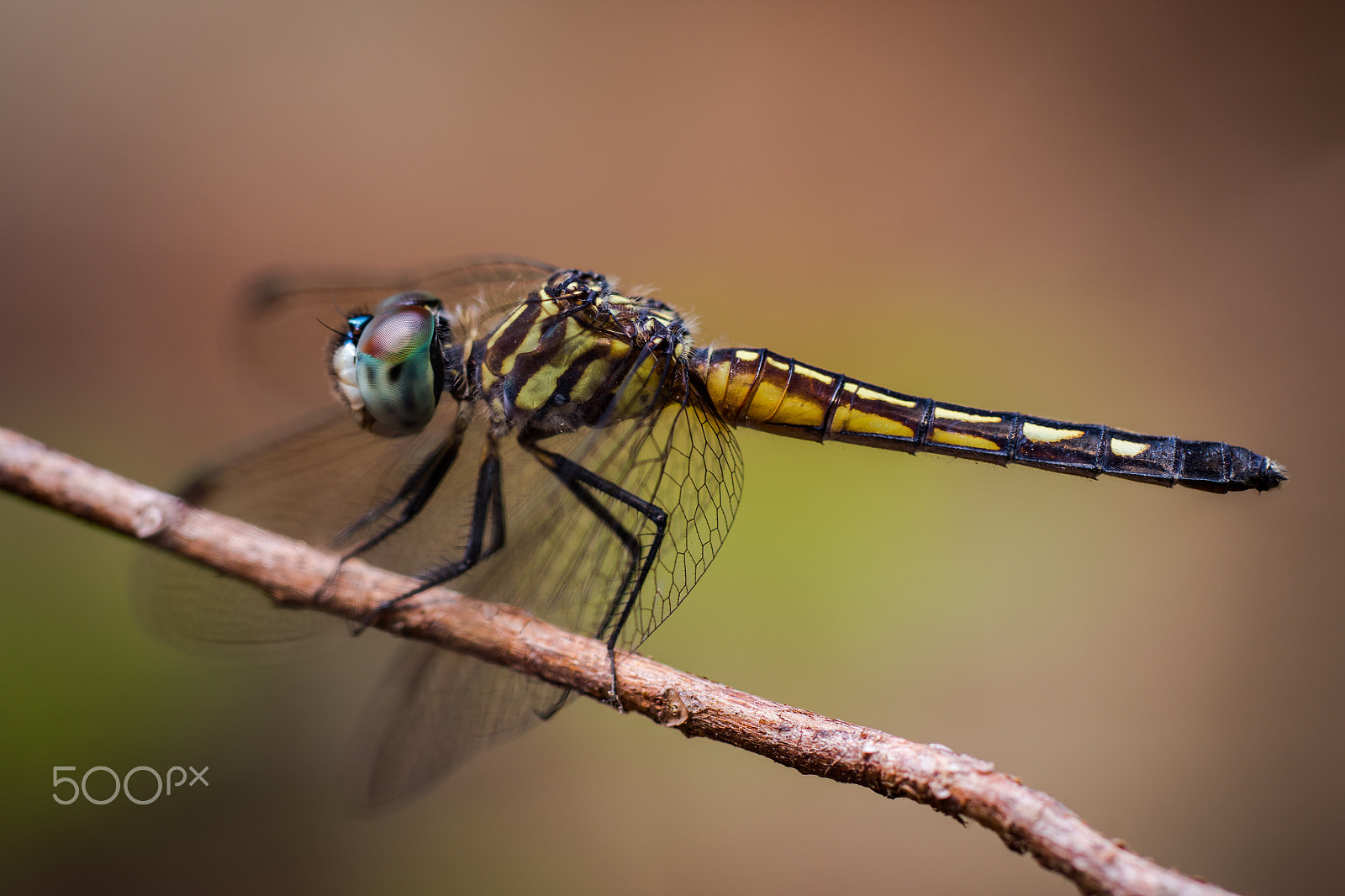 Sony 100mm F2.8 Macro sample photo. Dragonfly photography