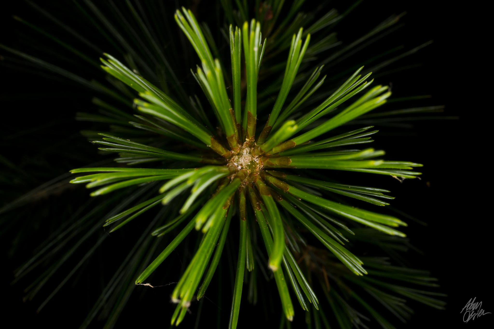 Sony a7 + Sony DT 18-55mm F3.5-5.6 SAM sample photo. Natures fireworks! photography