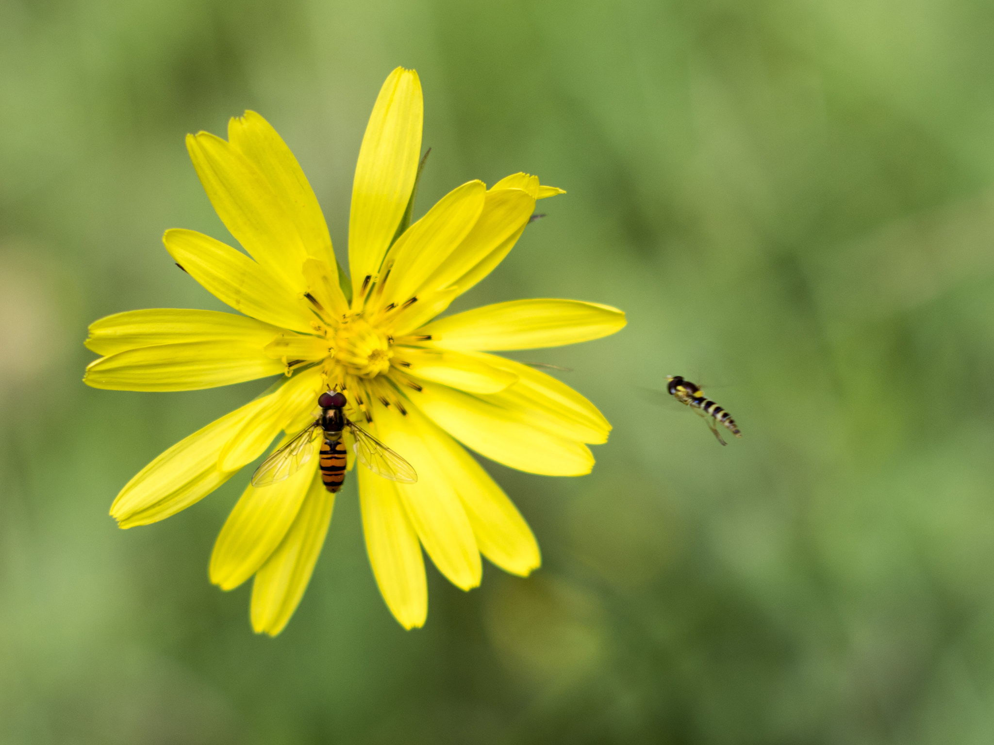Canon EF 35-80mm f/4-5.6 sample photo. Guest photography