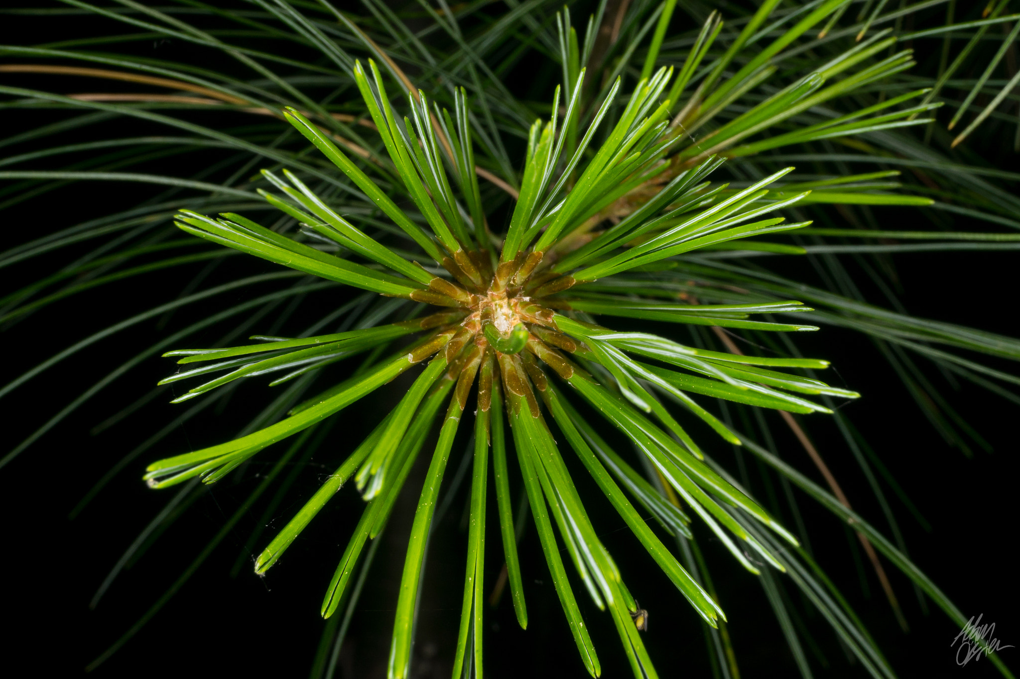 Sony a7 + Sony DT 18-55mm F3.5-5.6 SAM sample photo. Pine tree fireworks! photography