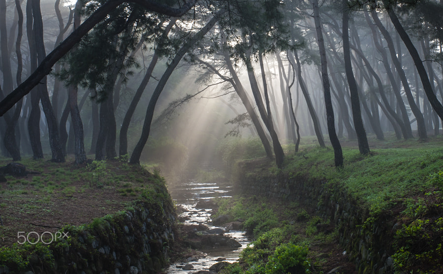 Nikon D3 + Nikon AF-S Nikkor 35mm F1.4G sample photo. Pine tress and fog and light photography