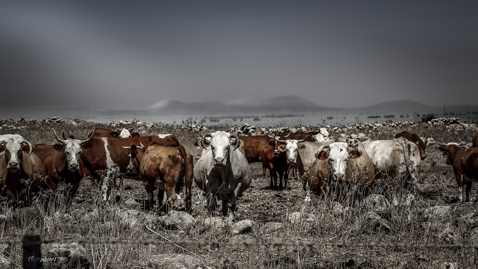 Tamron SP 35mm F1.8 Di VC USD sample photo. Cows - north country photography