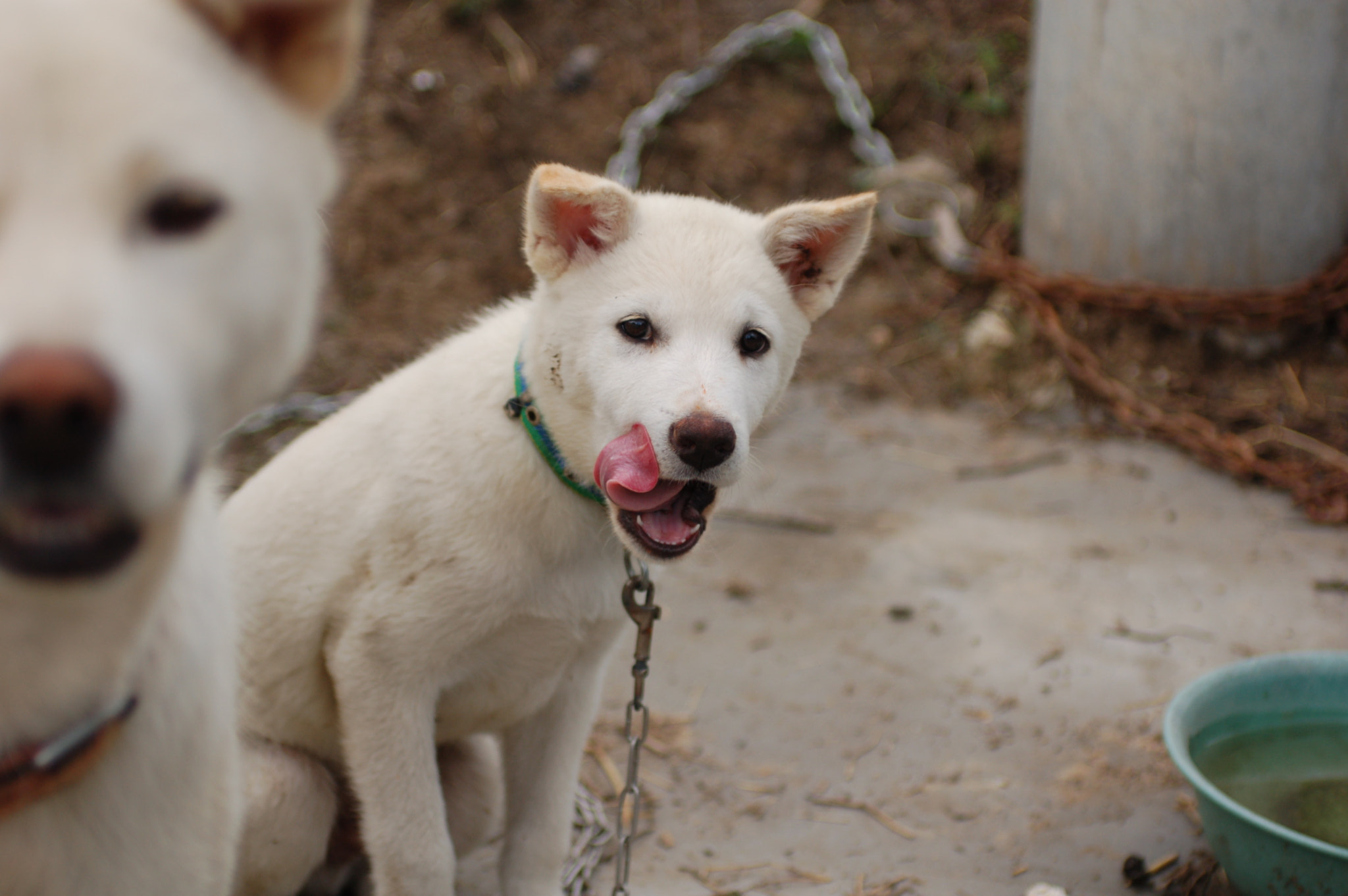 Nikon D50 + AF Zoom-Nikkor 35-70mm f/2.8D sample photo. Dog photography