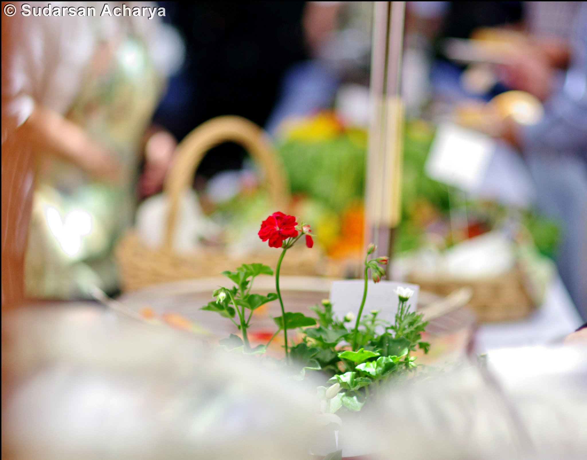 Pentax K-5 + Pentax smc FA 77mm 1.8 Limited sample photo. A rose for the occasion photography