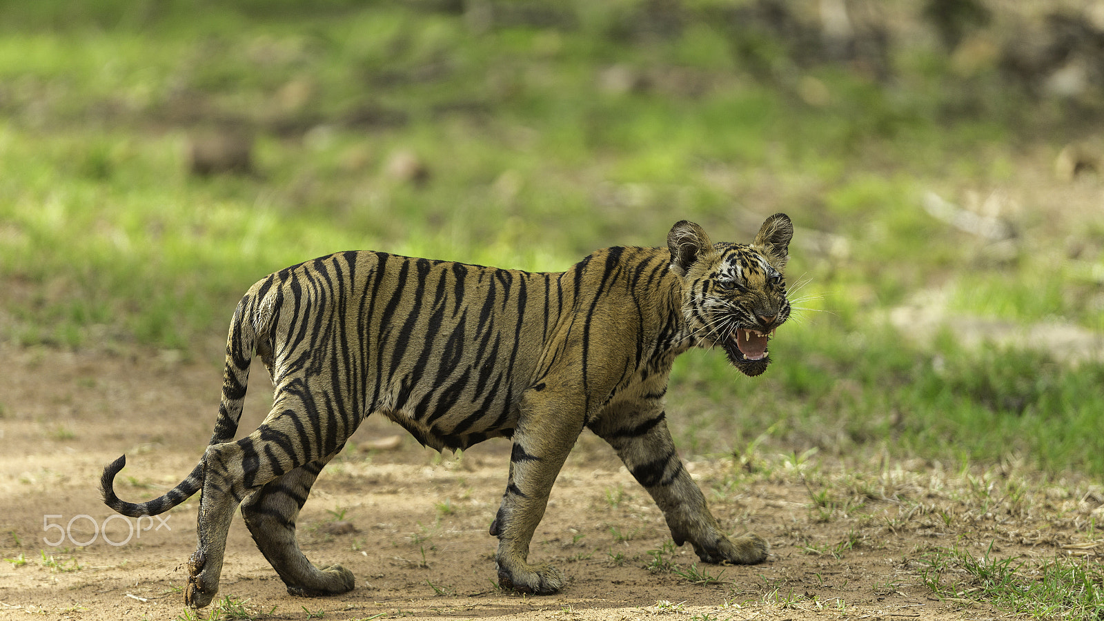 Canon EF 400mm F2.8L IS USM sample photo. Cranky cub photography