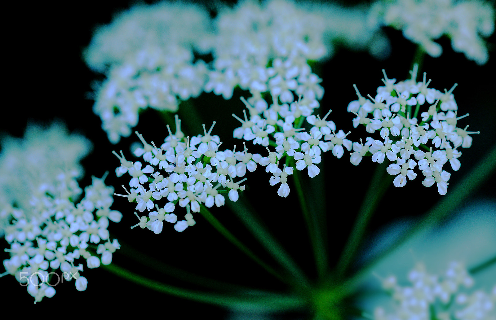 Nikon D300S sample photo. Poison parsley photography