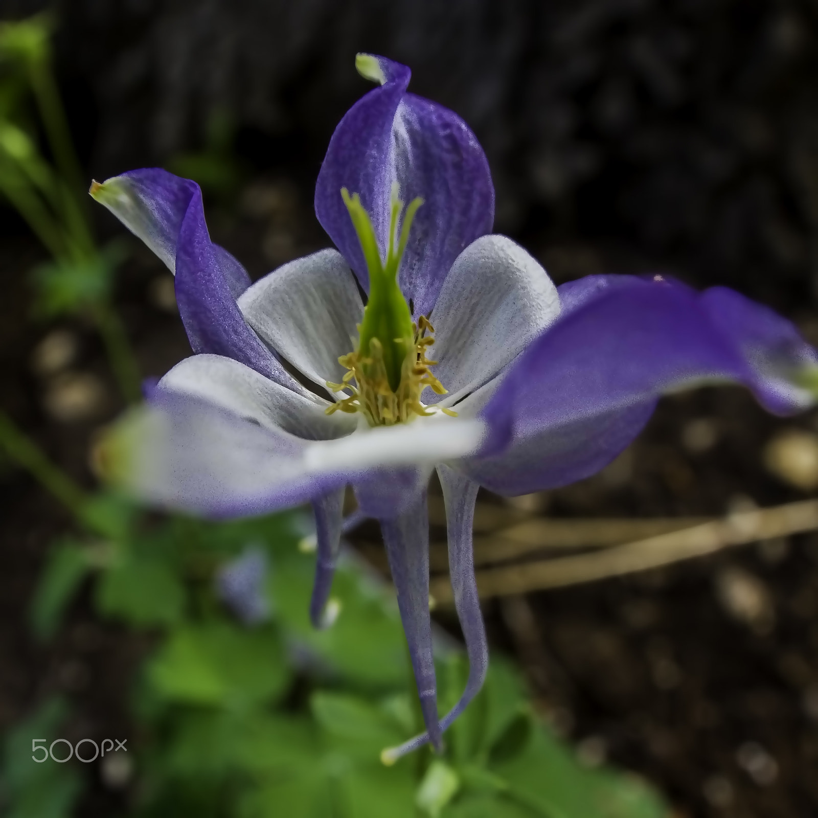 Canon EF 8-15mm F4L Fisheye USM sample photo. Columbine impressions photography