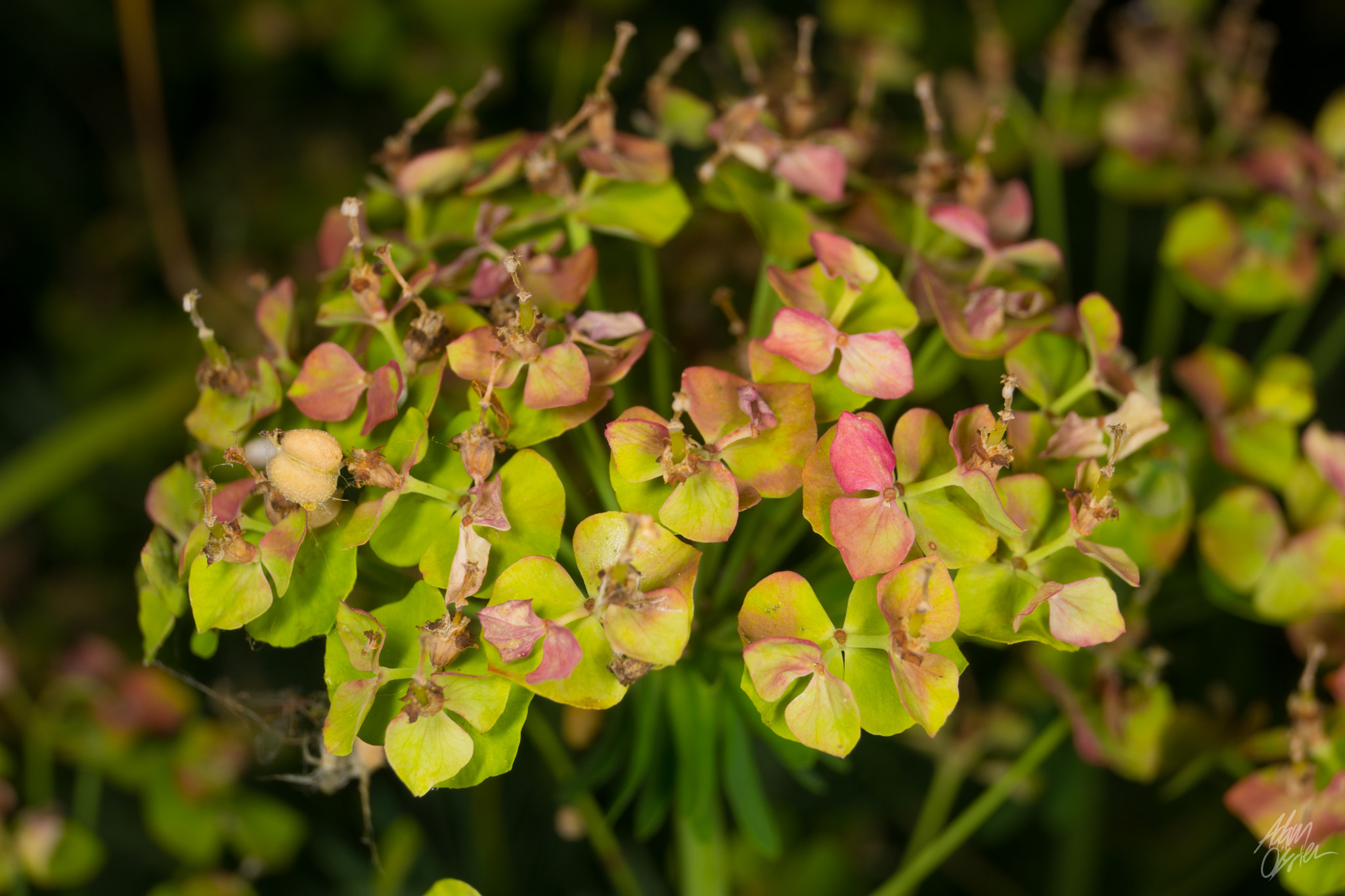 Sony a7 + Sony DT 18-55mm F3.5-5.6 SAM sample photo. Plants and things. photography