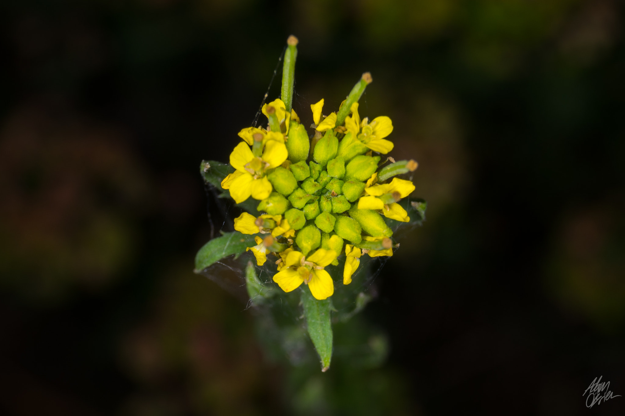 Sony a7 + Sony DT 18-55mm F3.5-5.6 SAM sample photo. Plants and things. photography