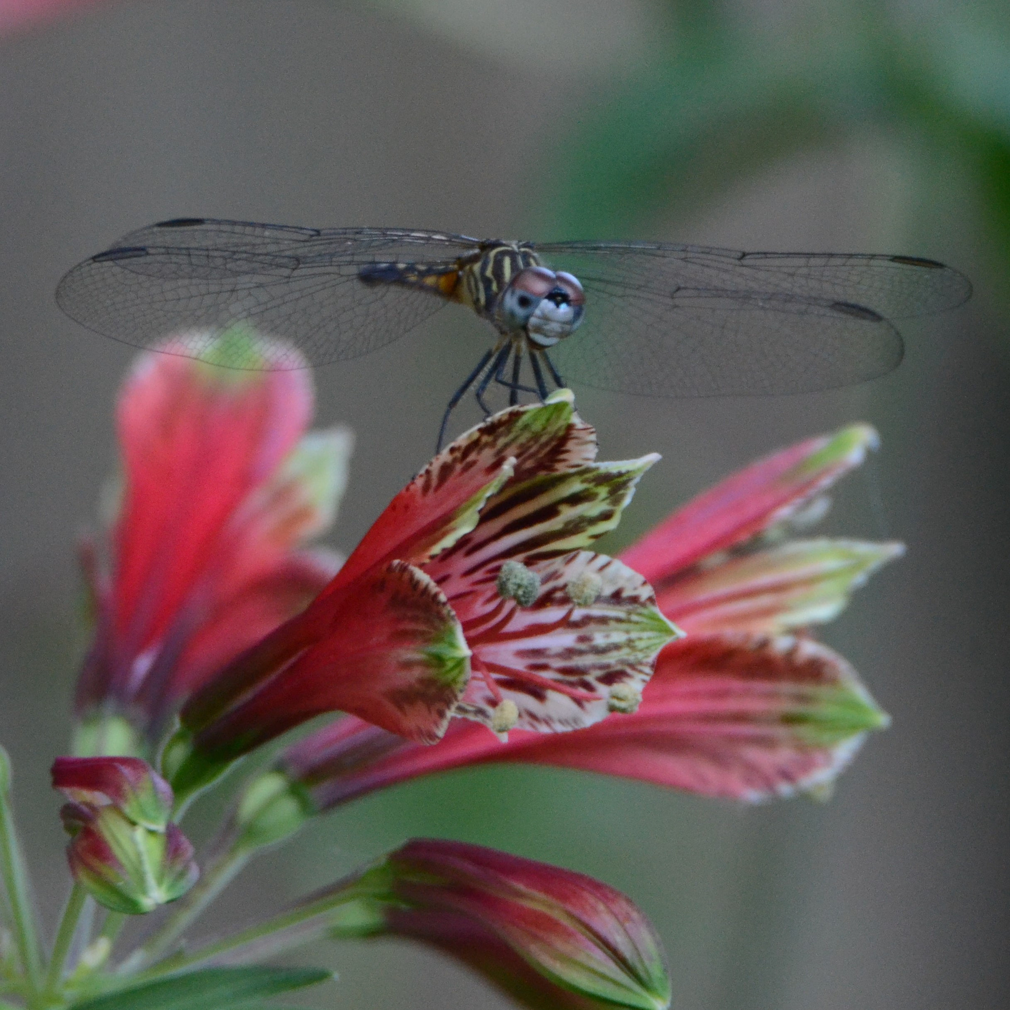 Nikon D3100 sample photo