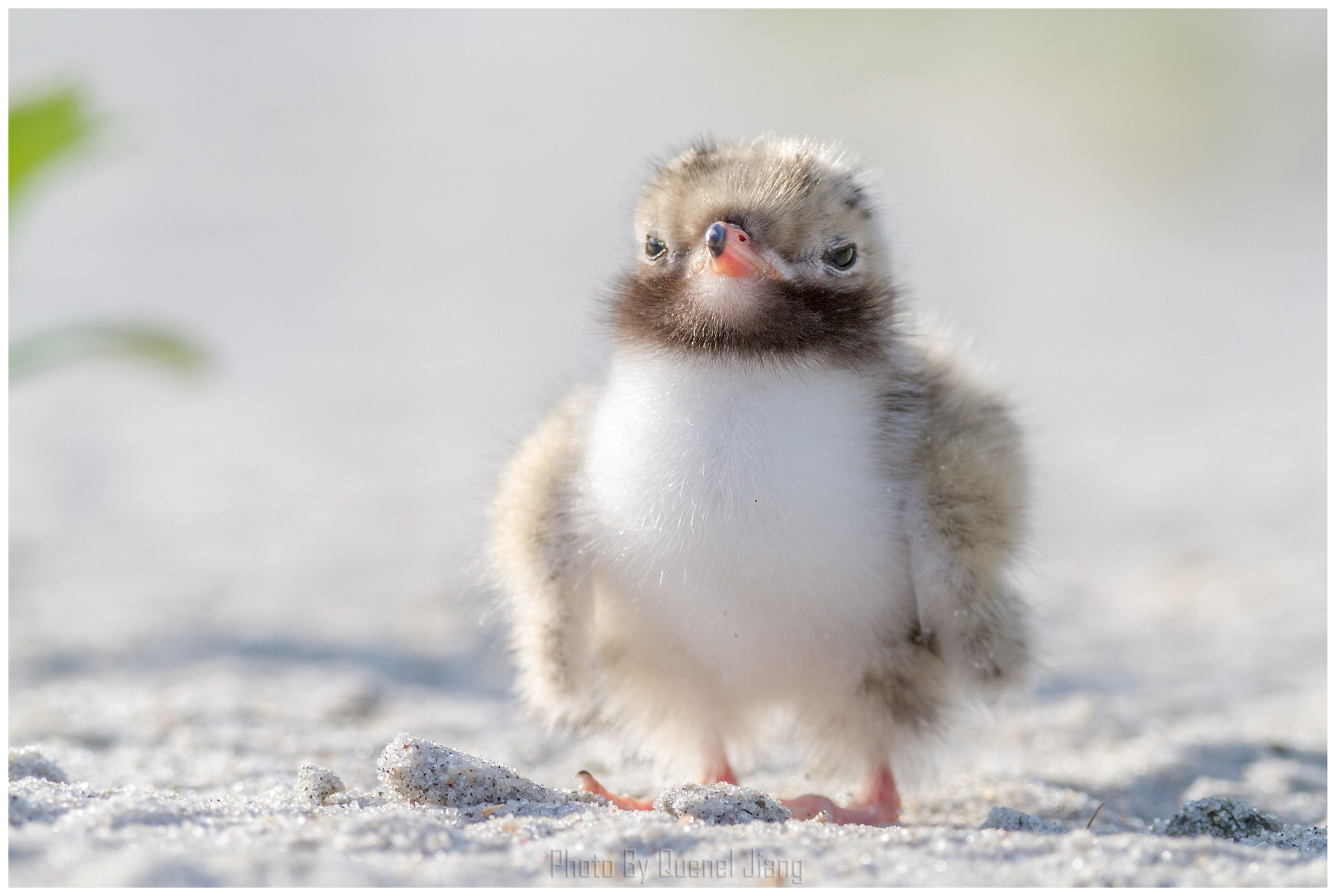 Canon EOS 7D + Canon EF 600mm F4L IS USM sample photo. Baby tern photography