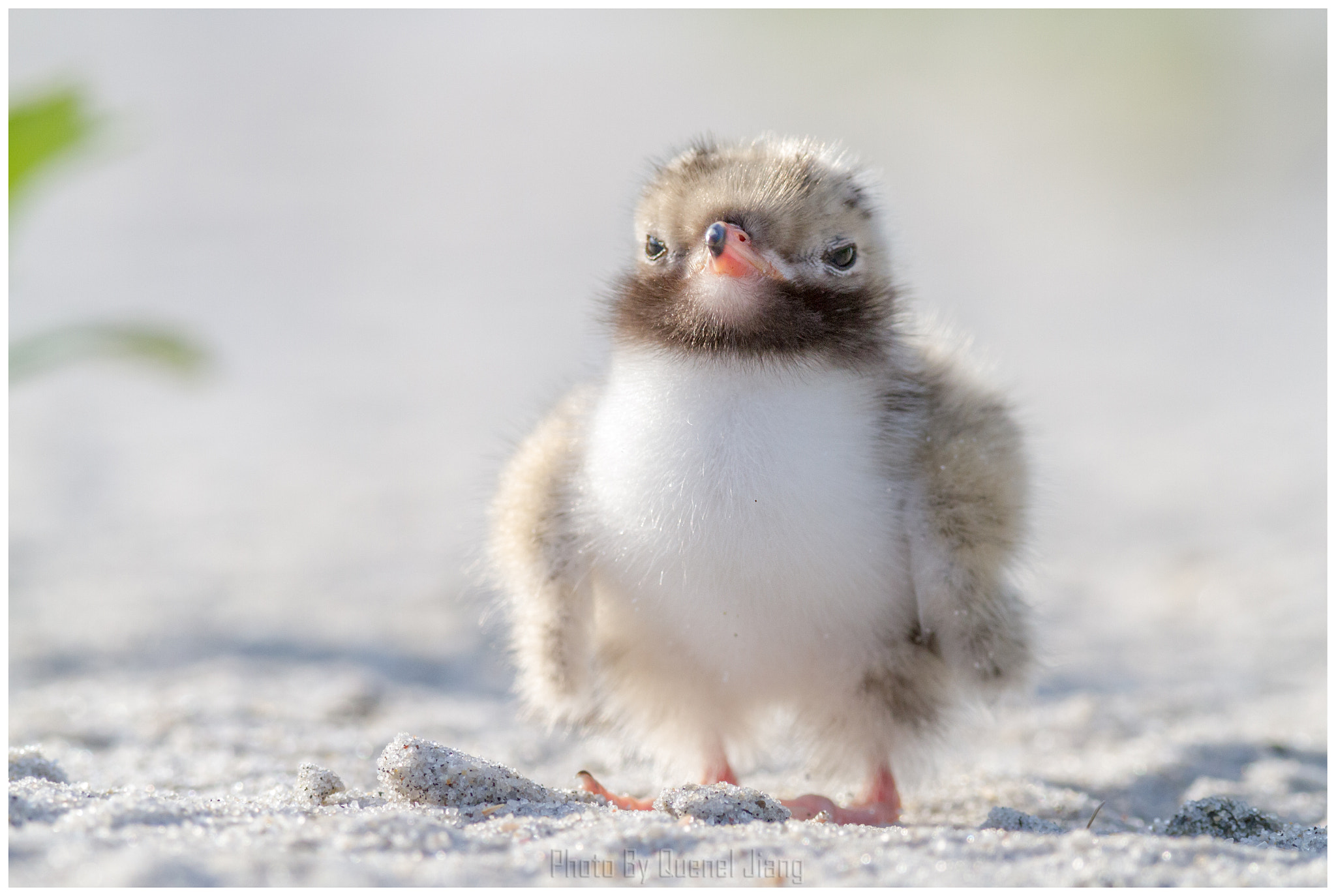Canon EF 600mm F4L IS USM sample photo. Baby tern photography