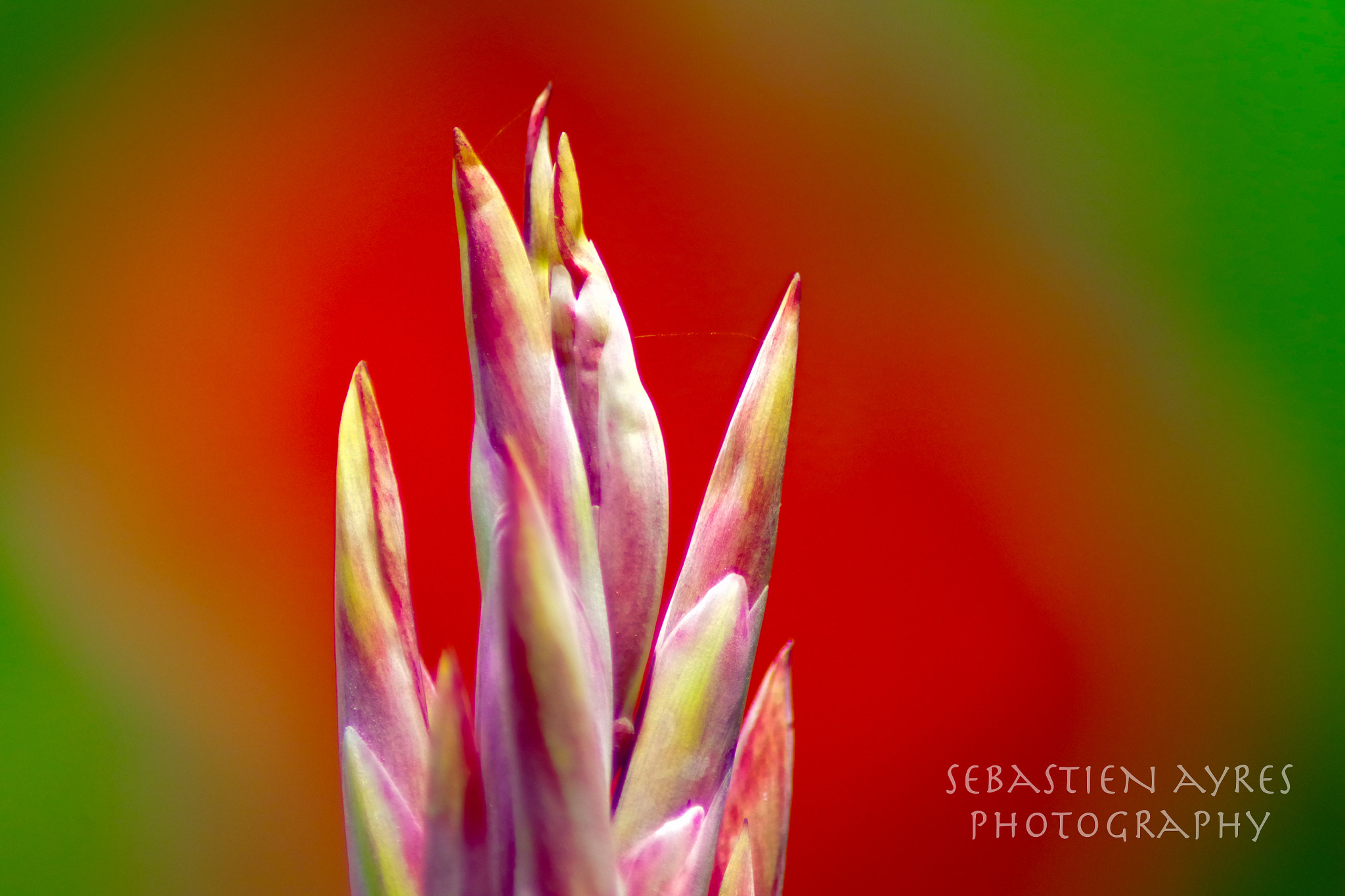 Tamron AF 70-300mm F4-5.6 Di LD Macro sample photo. Organic spires 2 photography