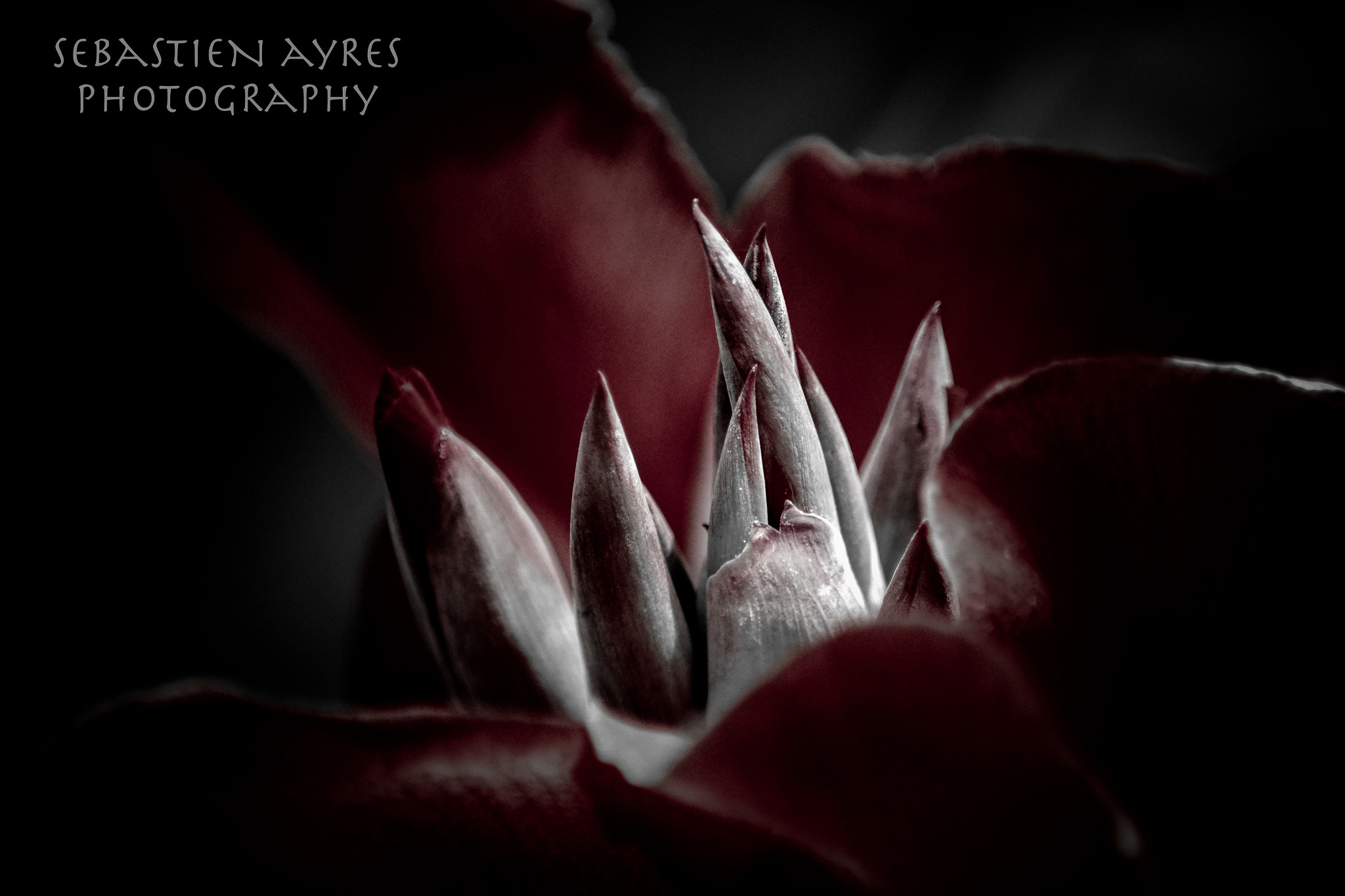 Tamron AF 70-300mm F4-5.6 Di LD Macro sample photo. Organic spires 1 photography