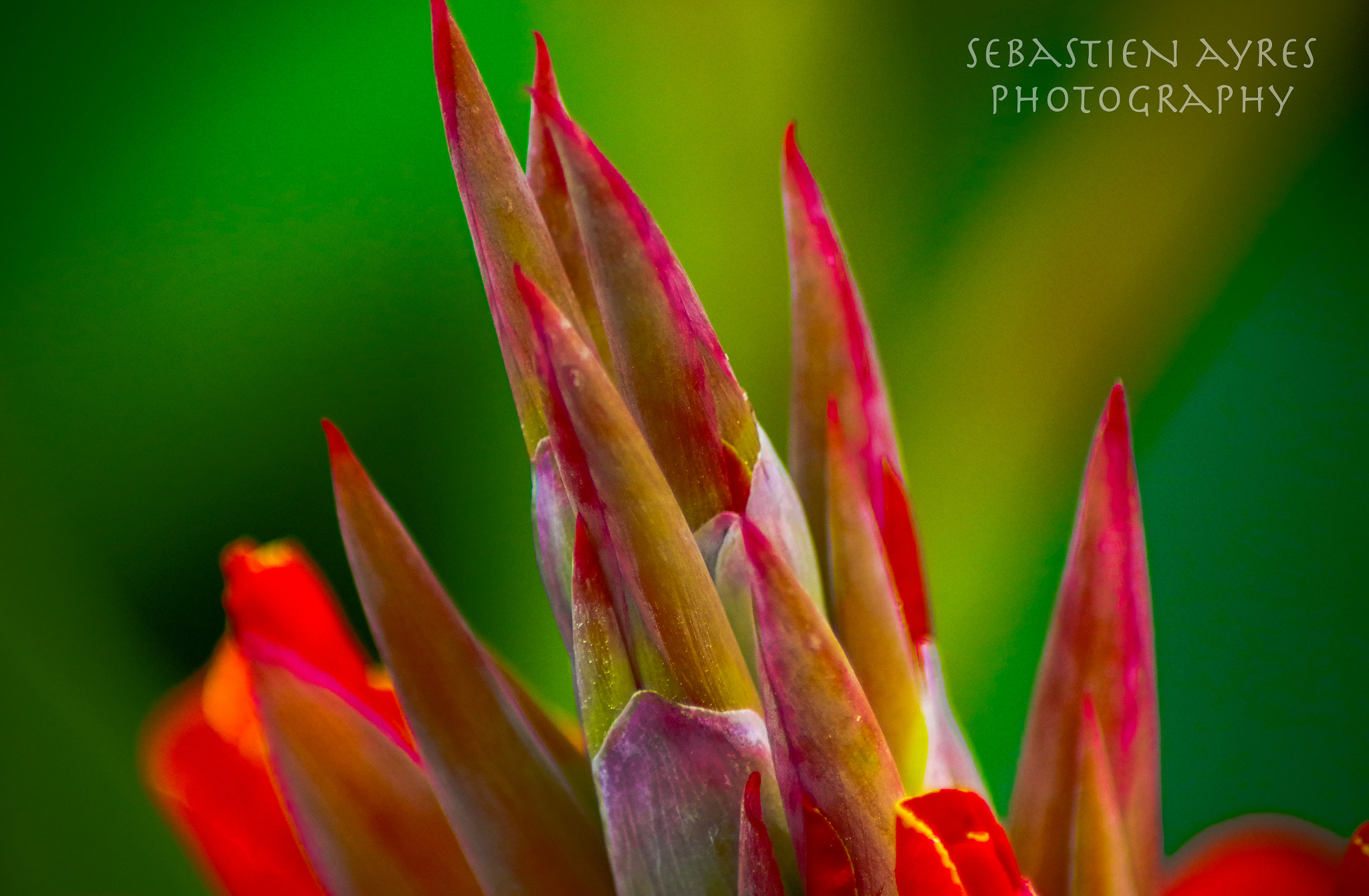 Tamron AF 70-300mm F4-5.6 Di LD Macro sample photo. Organic spires 3 photography