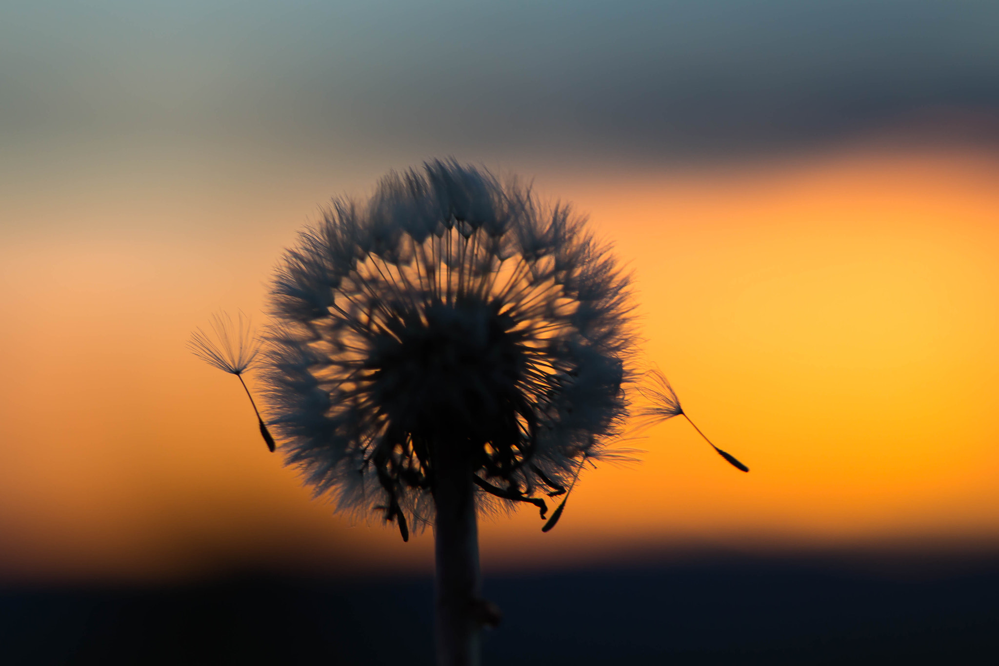 Canon EF 100mm F2.8 Macro USM sample photo. Dandelion photography