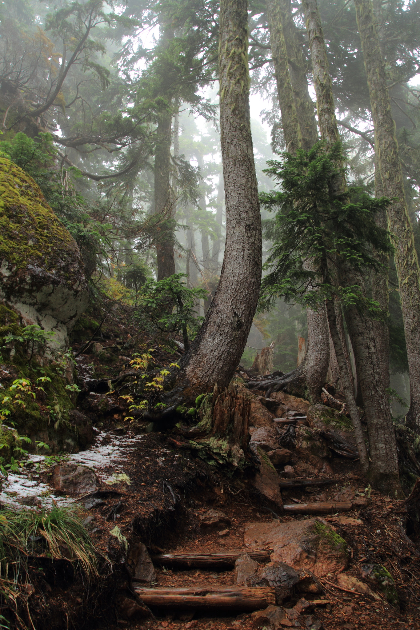 Canon 17-50mm sample photo. The enchanted forest photography