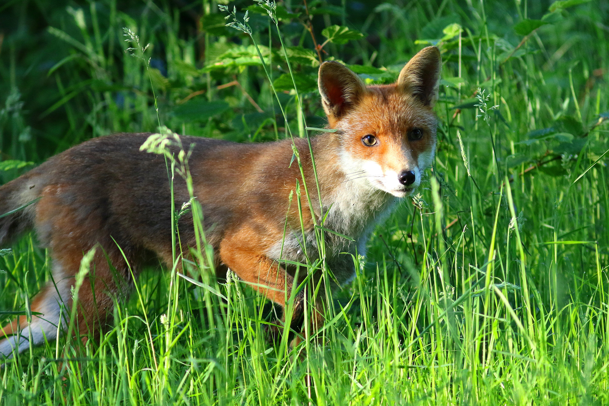 Canon EF 300mm F4L IS USM sample photo. Red fox photography