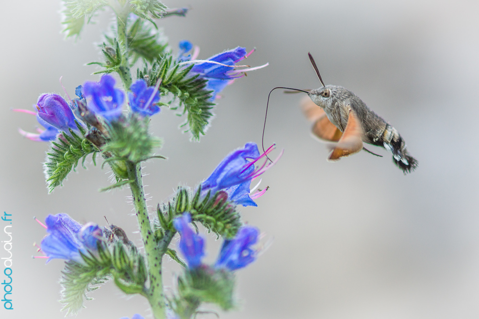Sony 100mm F2.8 Macro sample photo. Flying photography