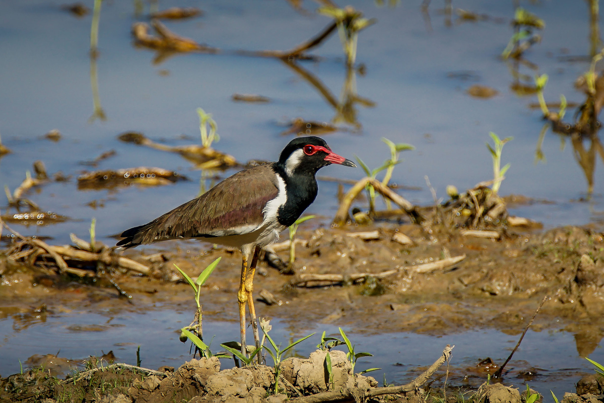 Sony a7 II + Tamron SP 150-600mm F5-6.3 Di VC USD sample photo. Red-wattled lapwing photography