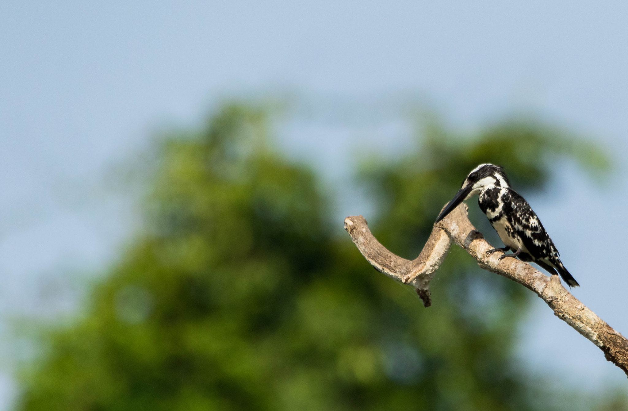 Canon EOS 7D Mark II + Sigma 50-500mm F4.5-6.3 DG OS HSM sample photo. Pied kingfisher photography