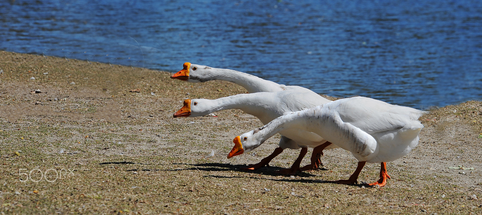 Nikon D3 sample photo. Search photography