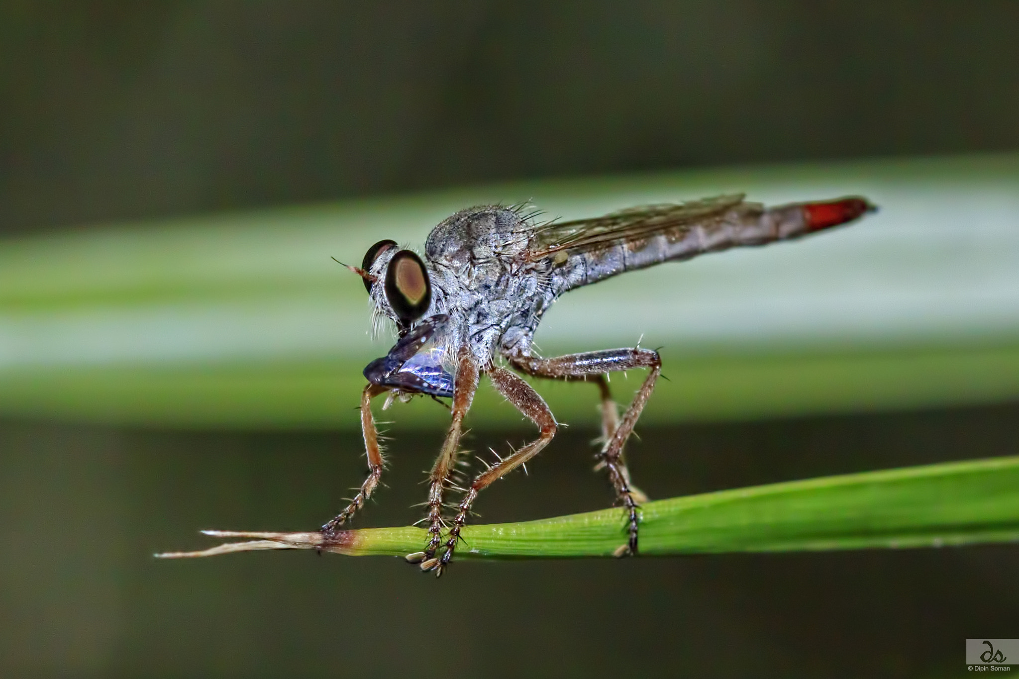 Canon EOS 50D + Sigma 105mm F2.8 EX DG OS HSM sample photo. Robber fly photography