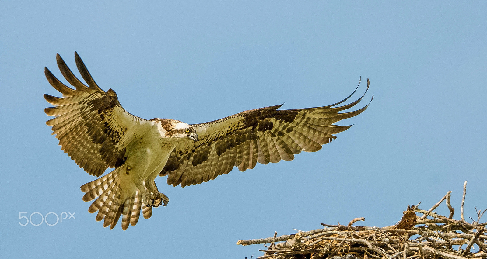 Nikon D600 sample photo. Wildlife... photography