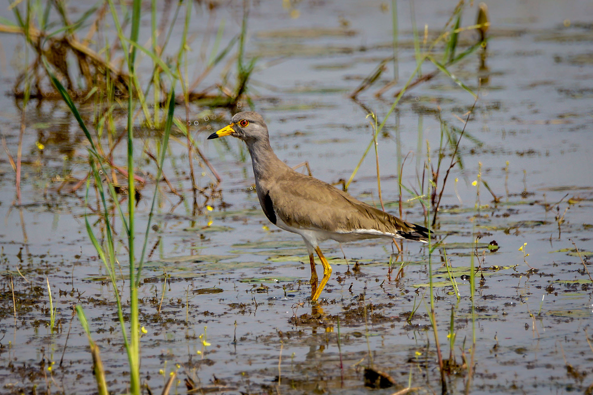 Sony ILCA-77M2 + Sony 70-400mm F4-5.6 G SSM II sample photo. Grey-headed lapwing photography