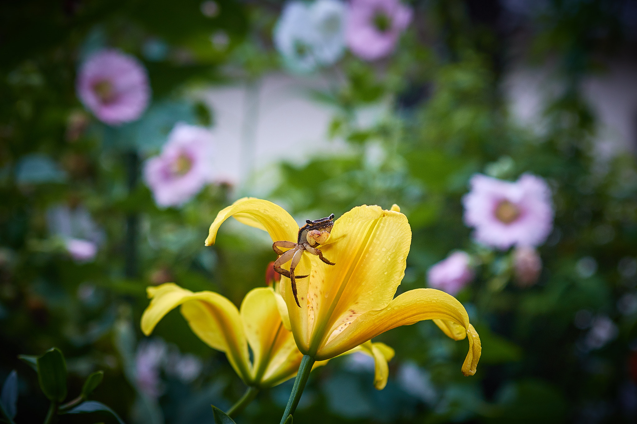 EF28-70mm f/2.8L USM sample photo. My garden photography