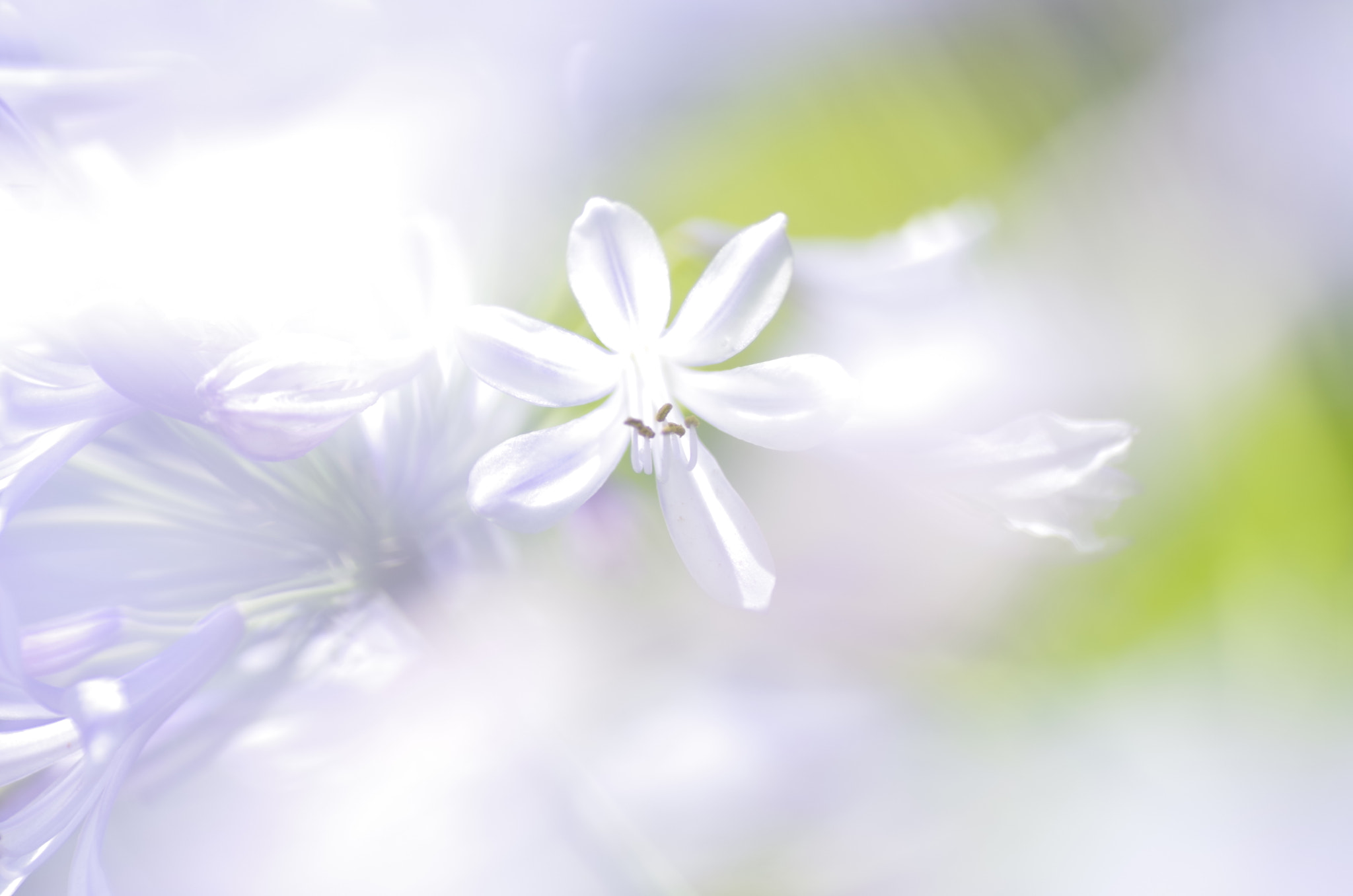 Pentax K-30 + Tamron SP AF 90mm F2.8 Di Macro sample photo. Agapanthus photography