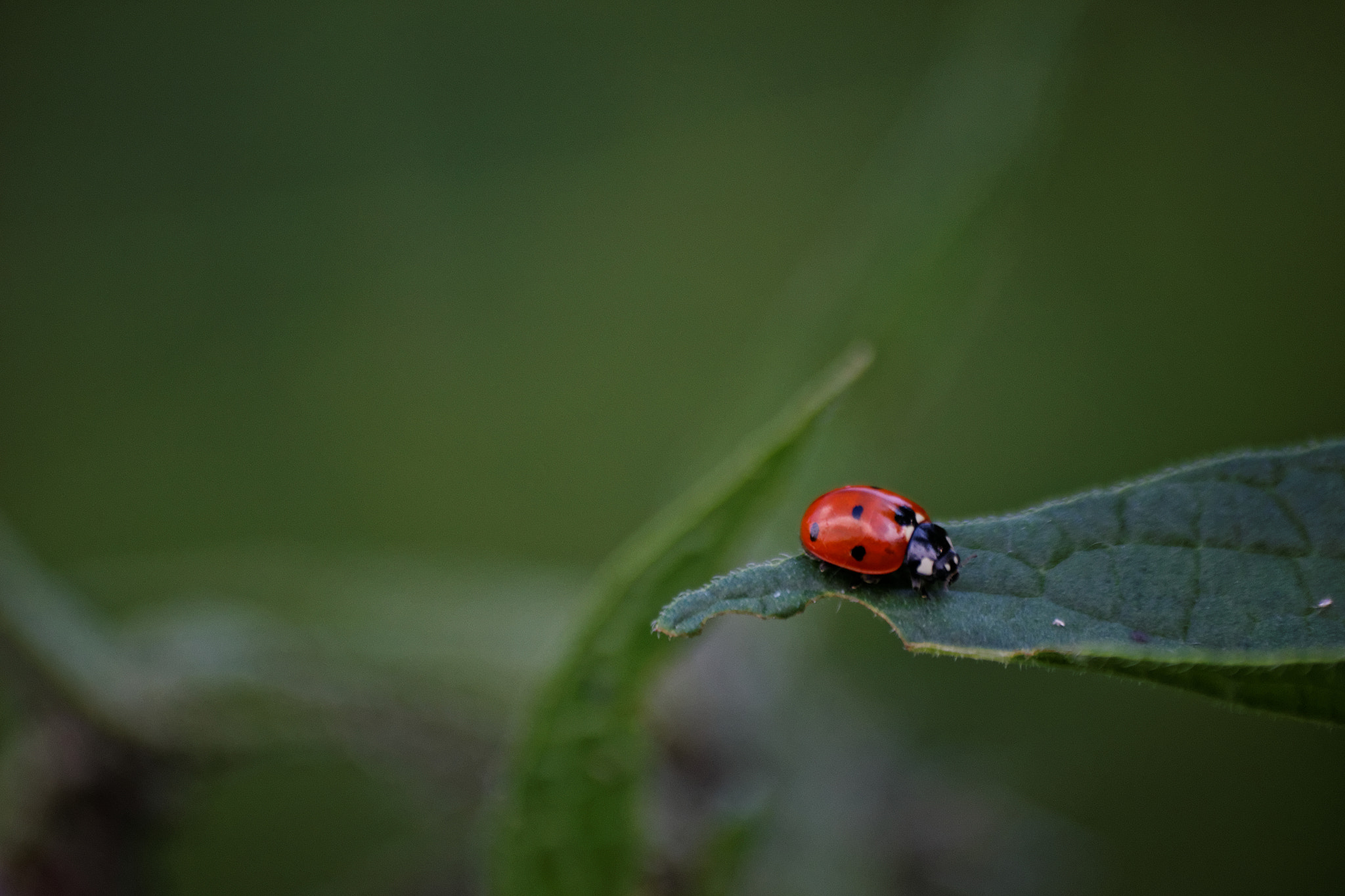 Sigma 70-300mm F4-5.6 APO DG Macro sample photo. Ladybug on leaf photography