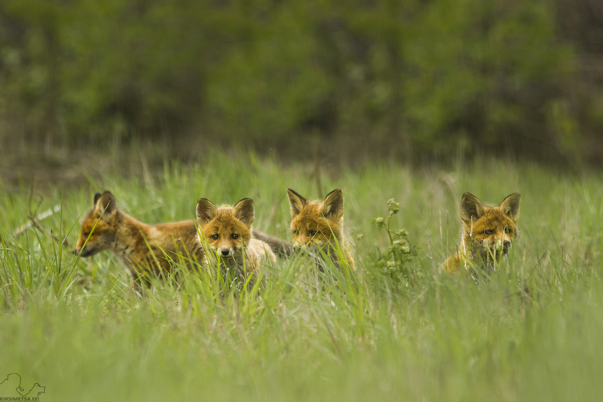 Sigma 150-500mm F5-6.3 DG OS HSM sample photo. Bros photography