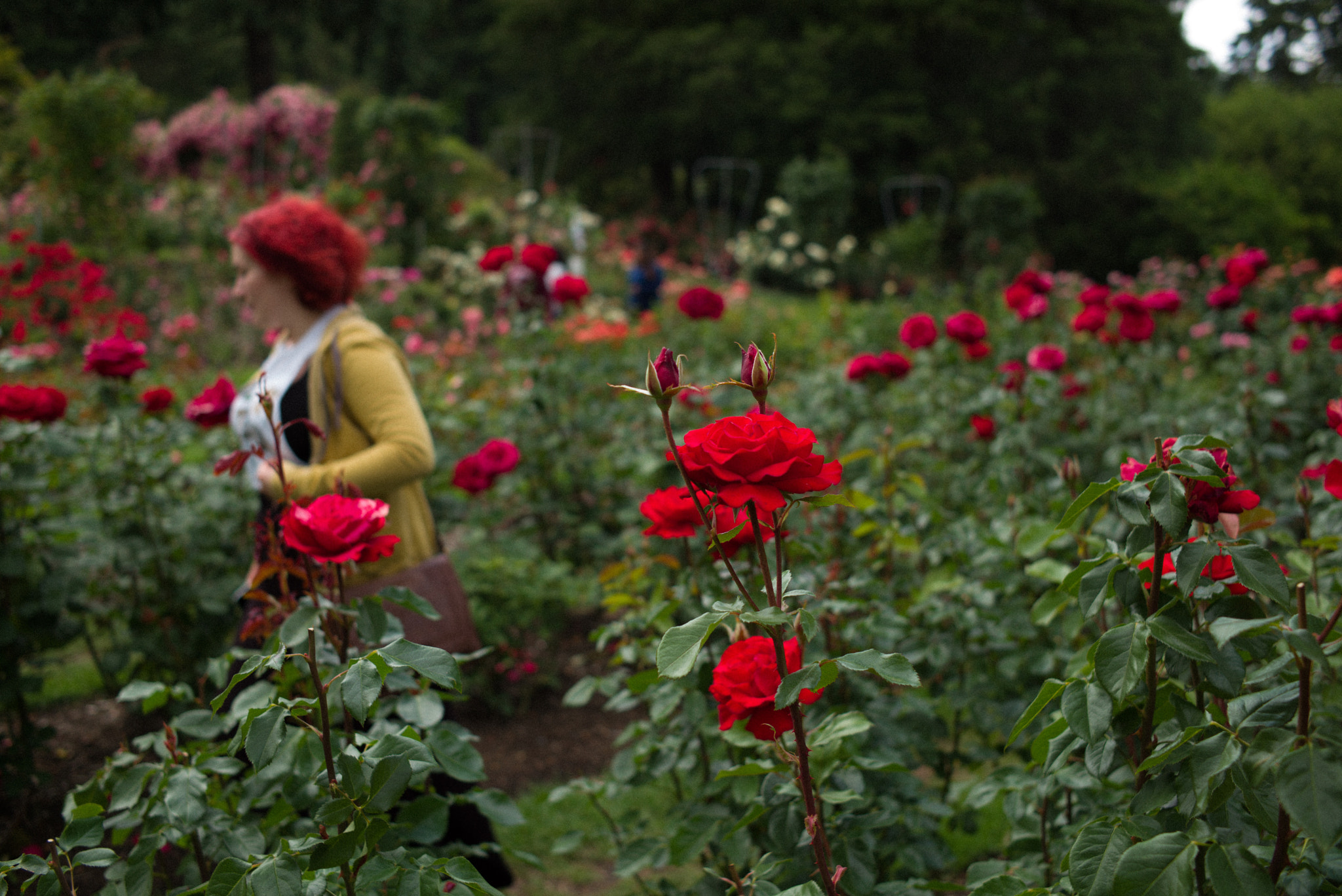 Leica Summarit-M 35mm F2.4 ASPH sample photo. Rose garden. photography
