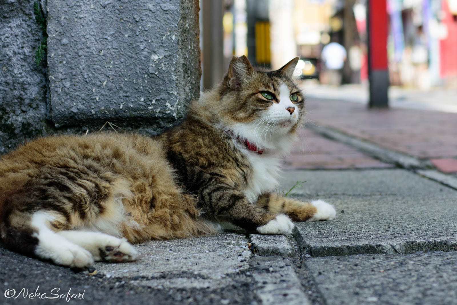 Nikon 1 J5 + Nikon 1 Nikkor 32mm F1.2 sample photo. Queen emenyaldas（クイーン・エメニャルダス） photography